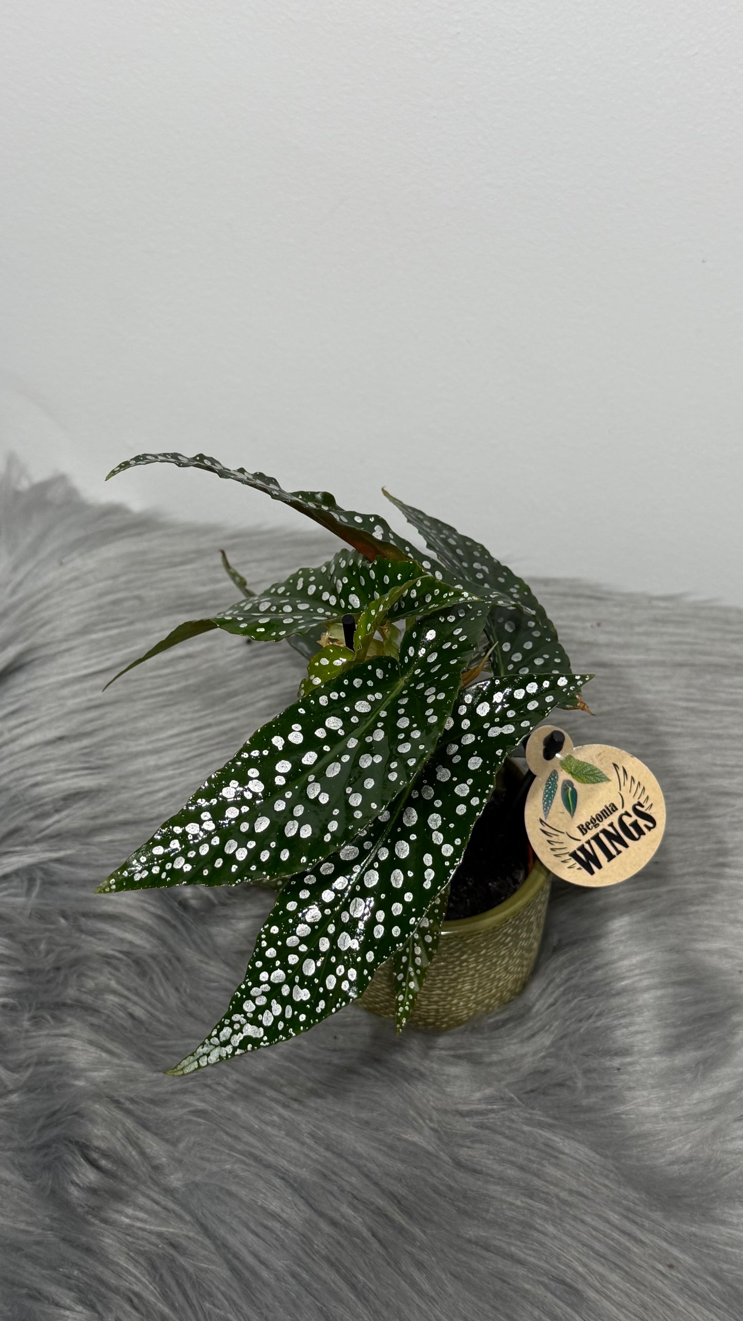 Begonia Angel Wings 4