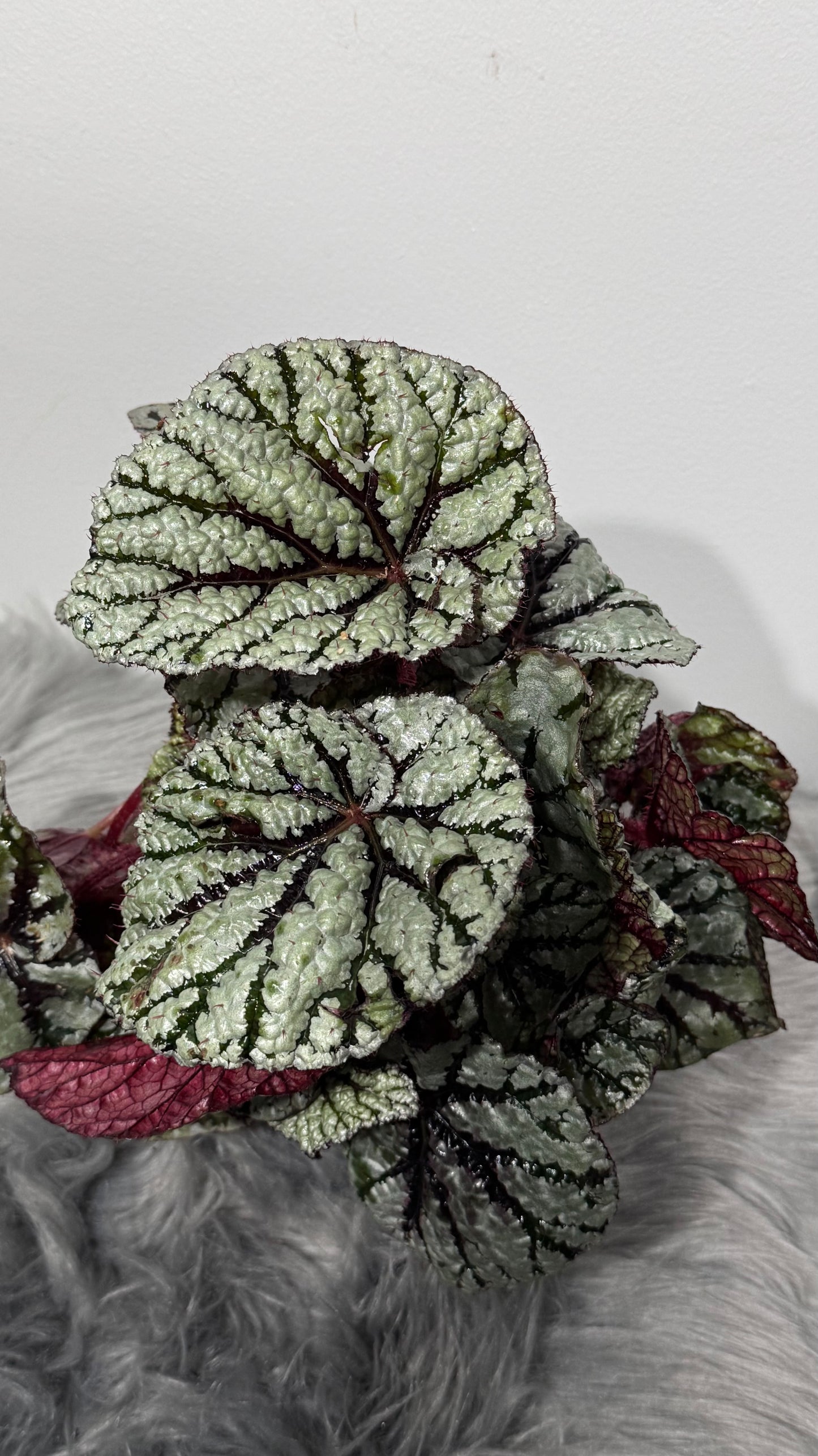 Begonia Rex 2