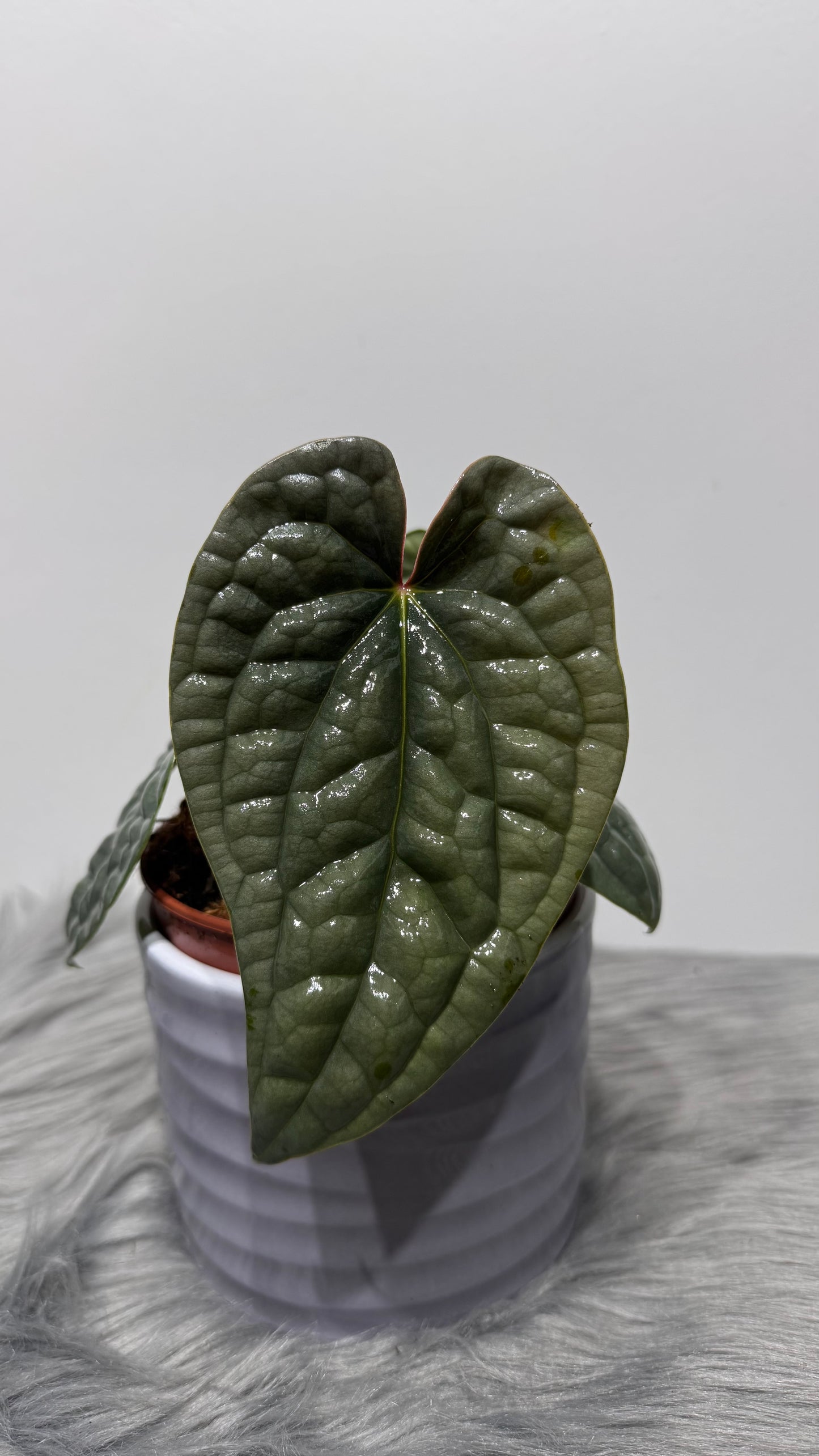Anthurium Luxurians