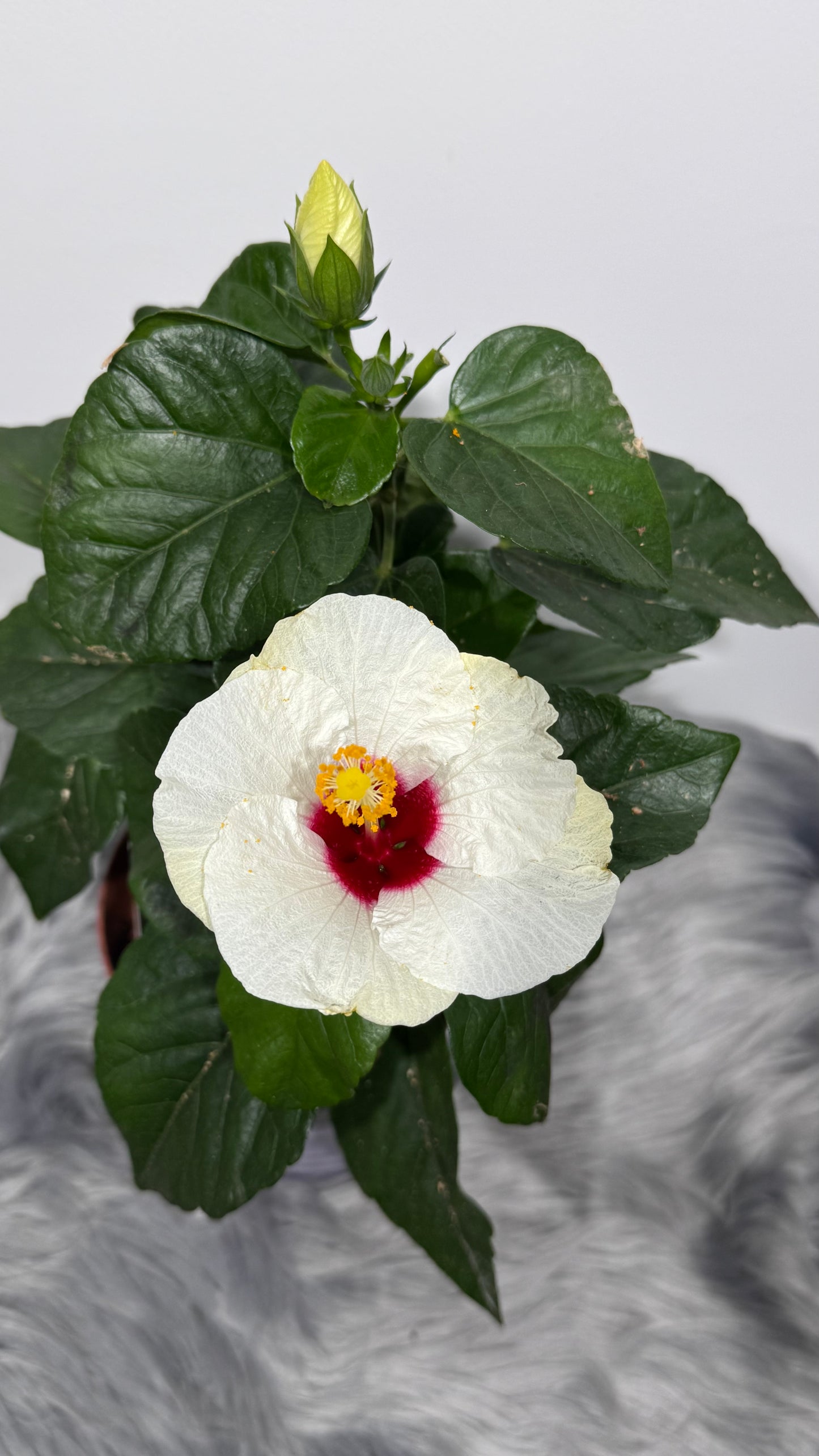 Hibiscus white with red