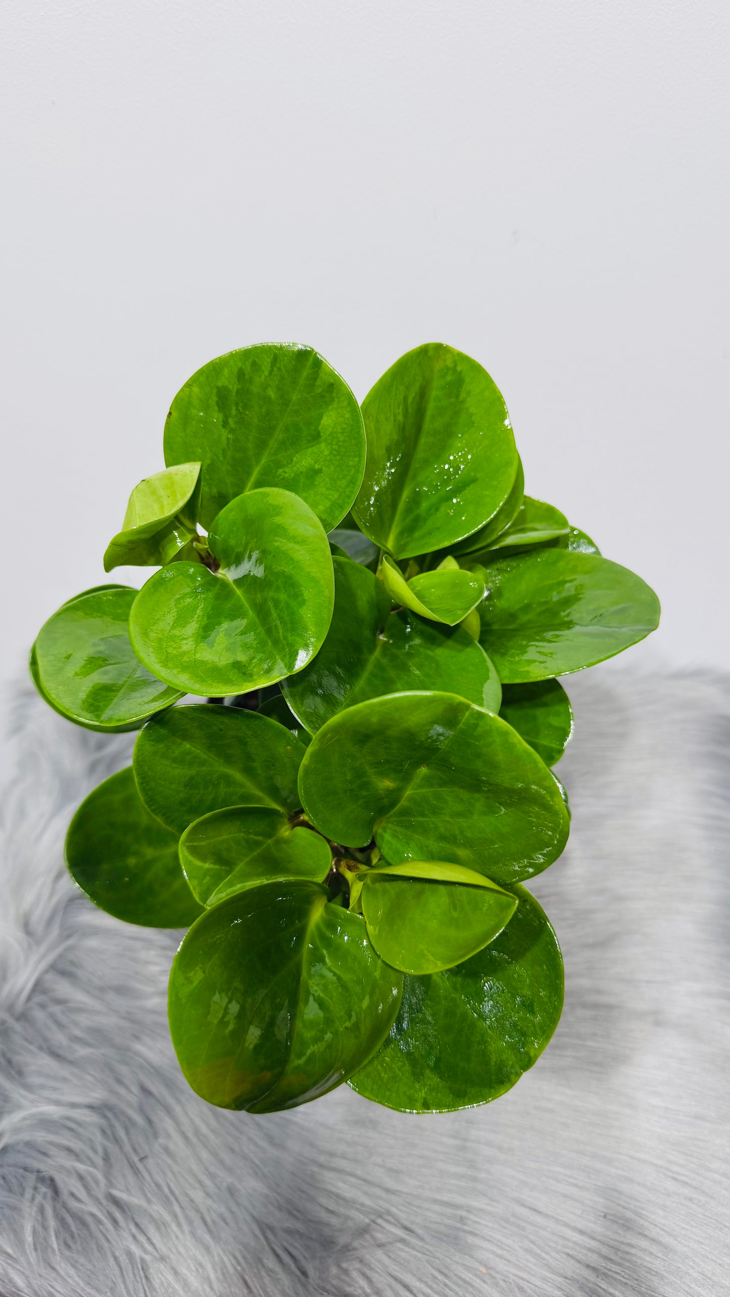 Peperomia 4