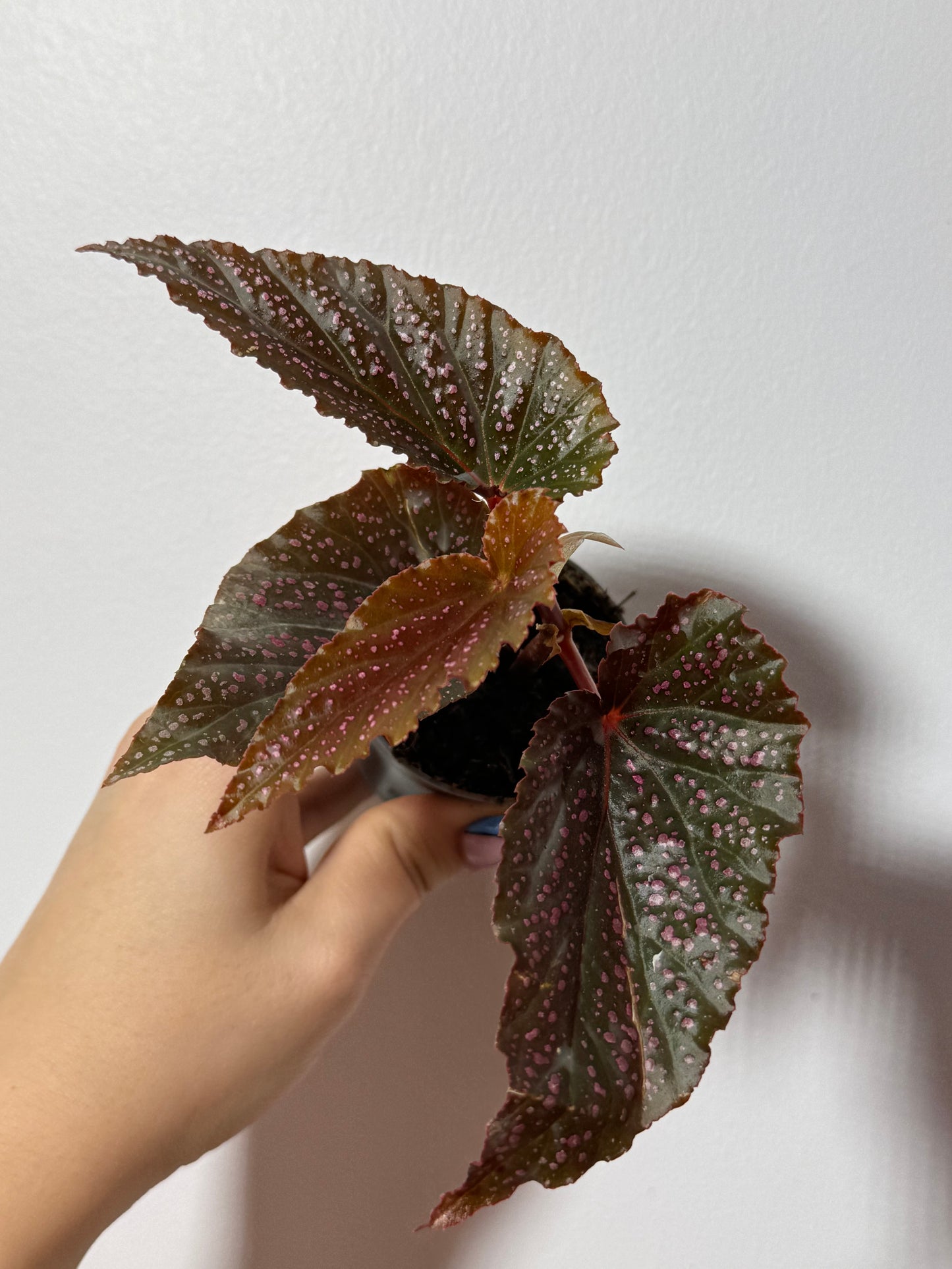Begonia Pink Spot - www.augi-plants.lv