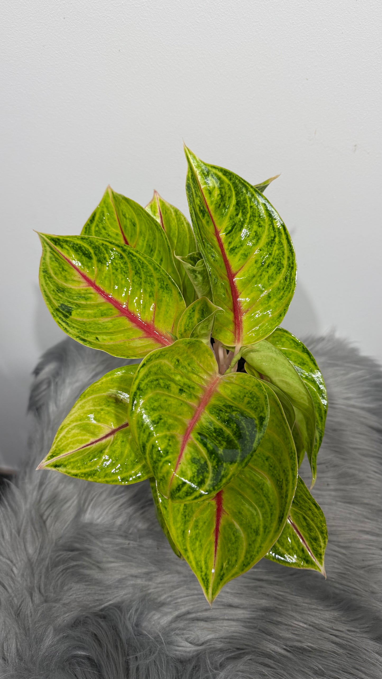 Aglaonema 14