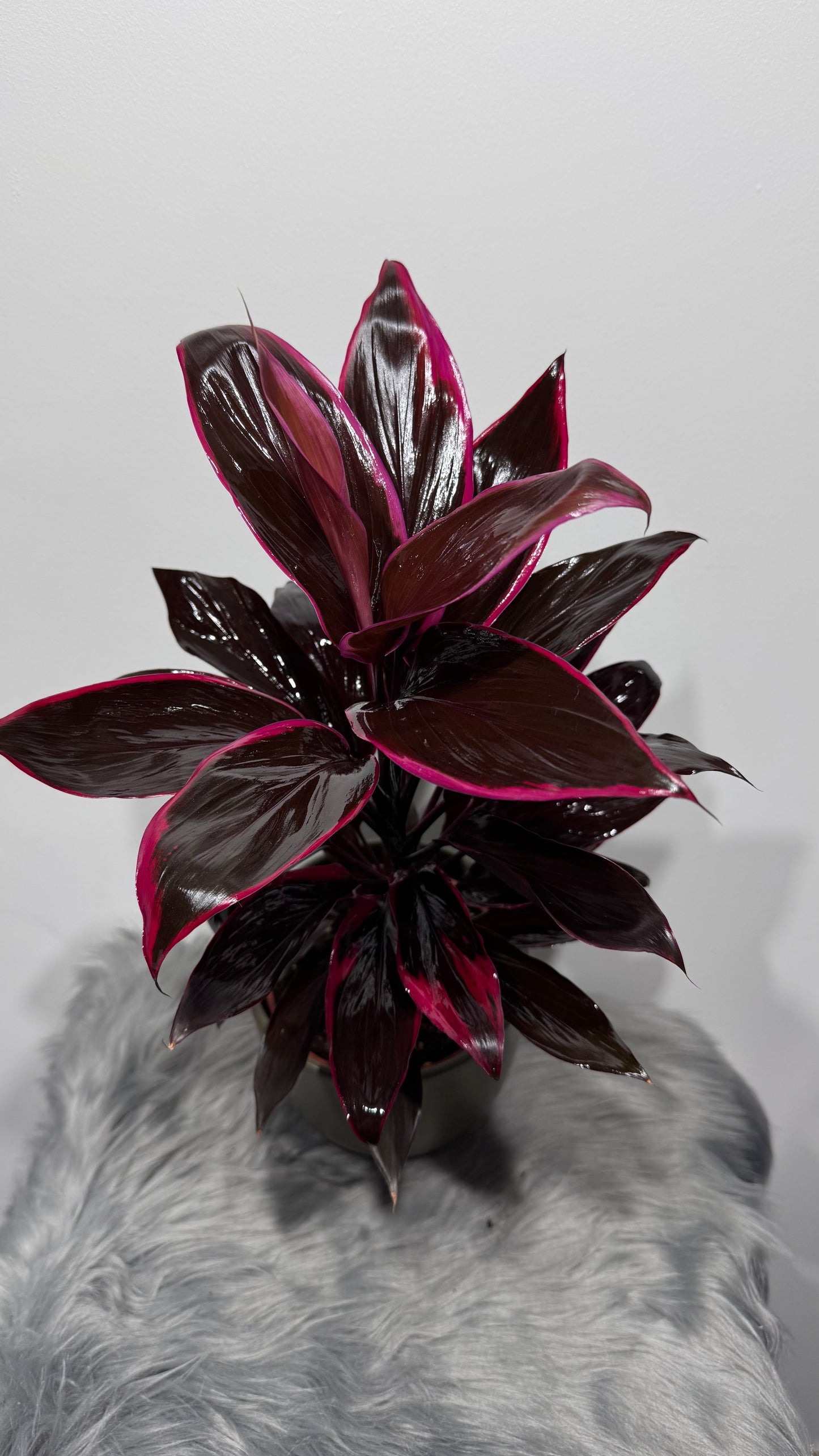 Cordyline 3