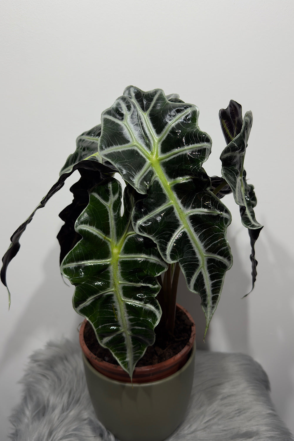 Alocasia Polly - www.augi-plants.lv