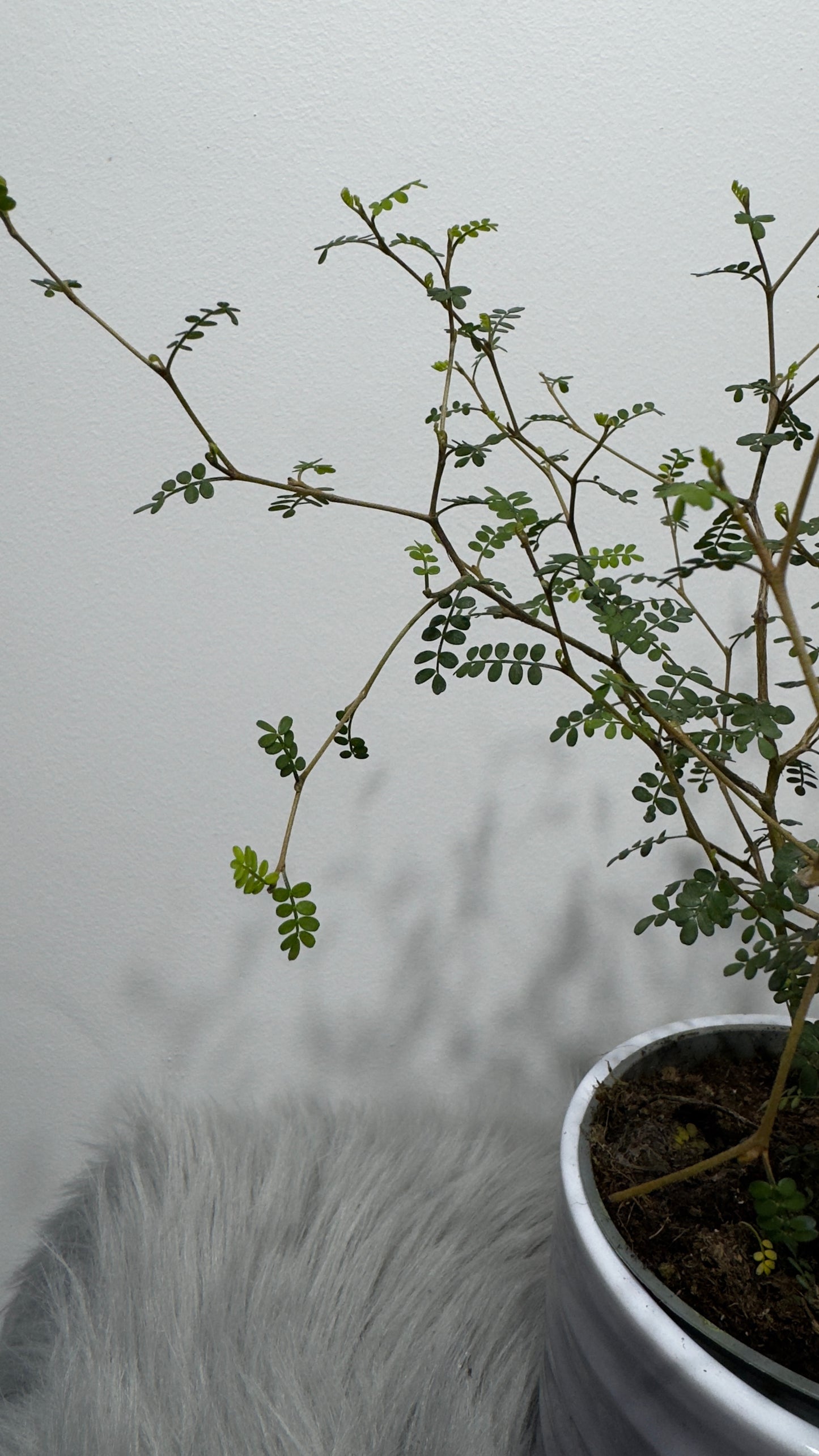 Sopho Little Baby - www.augi-plants.lv