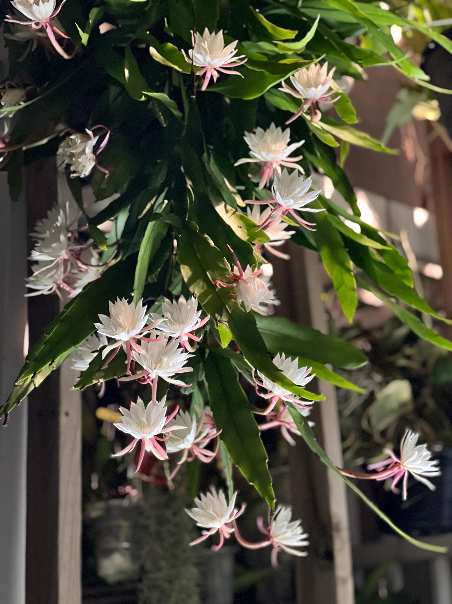 Epiphyllum Pumilum