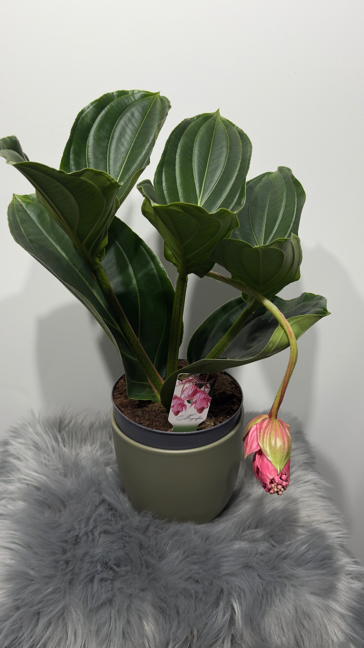 Medinilla Candy - www.augi-plants.lv