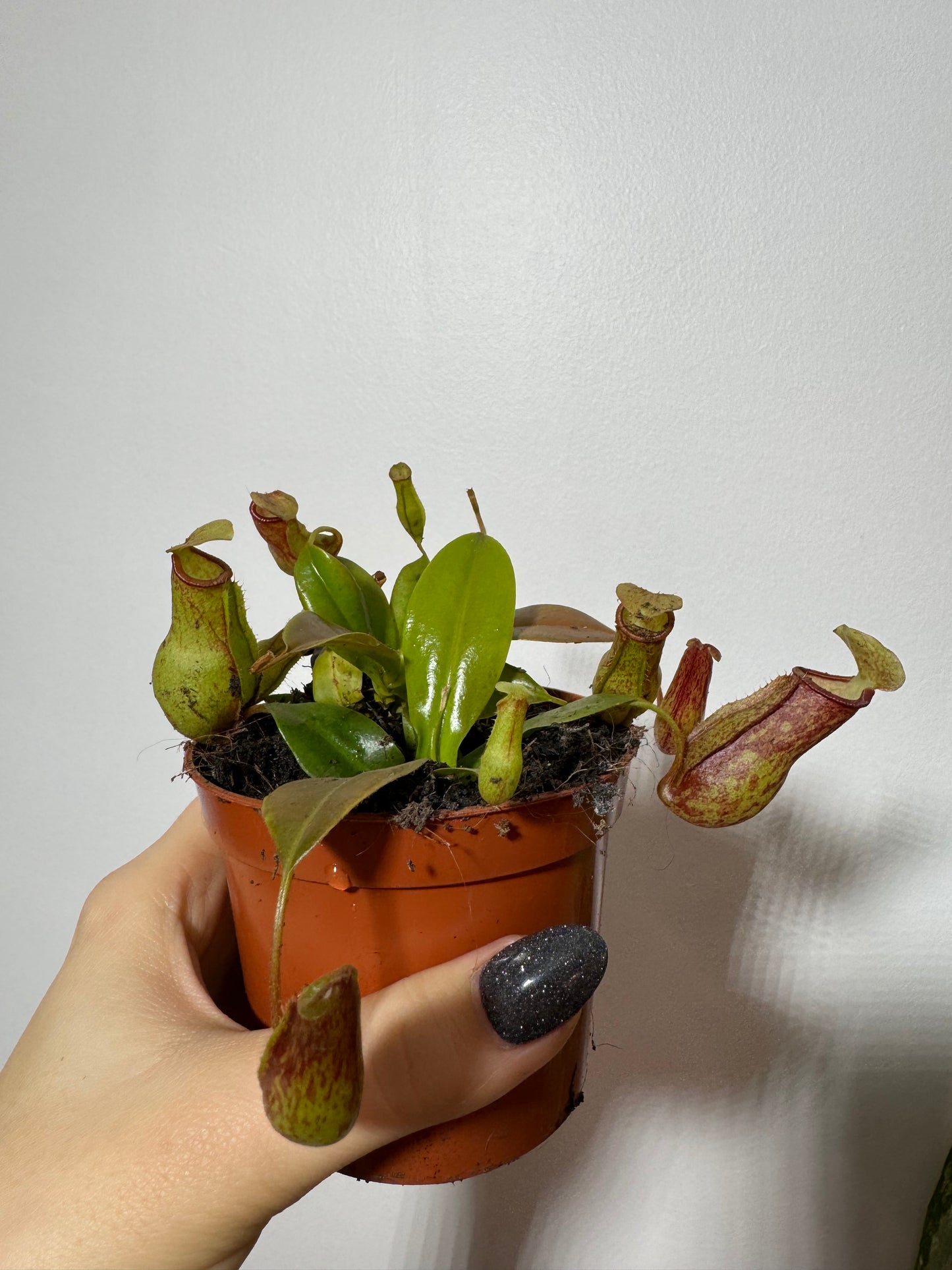 Mušķērājs Nepenthes 'Gaya' - www.augi-plants.lv