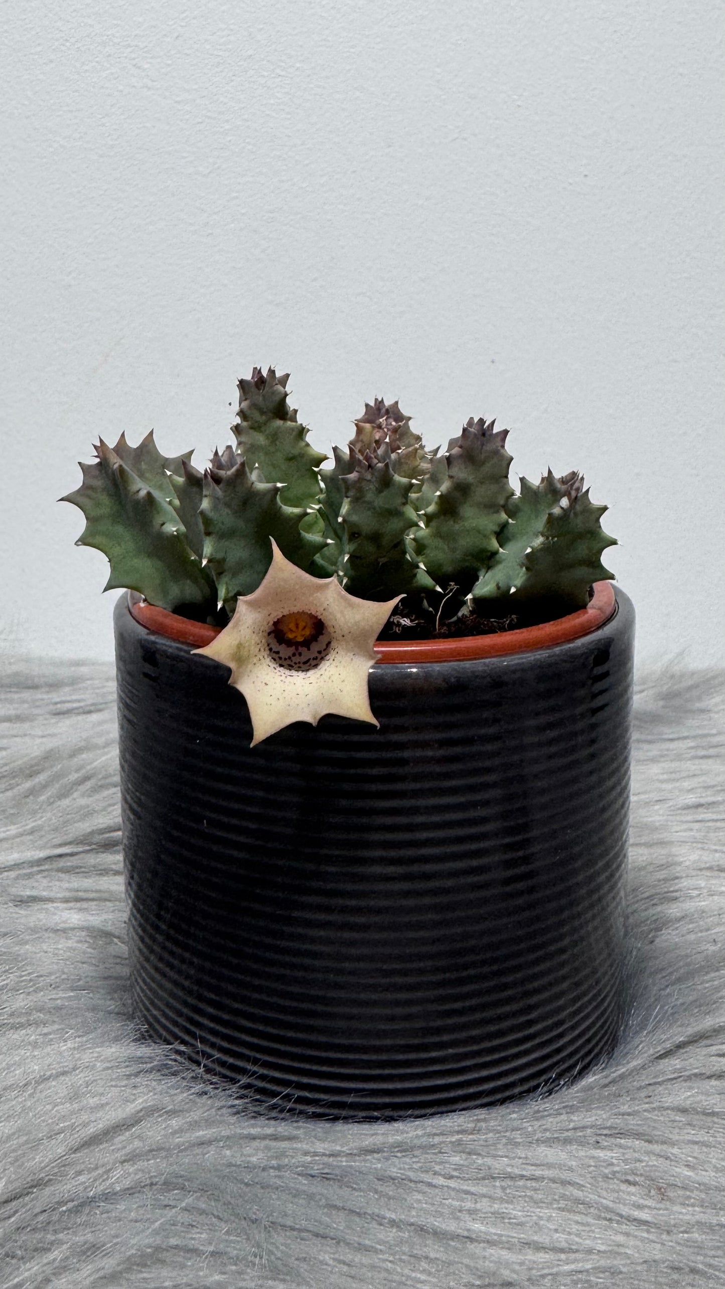 Stapelia 4