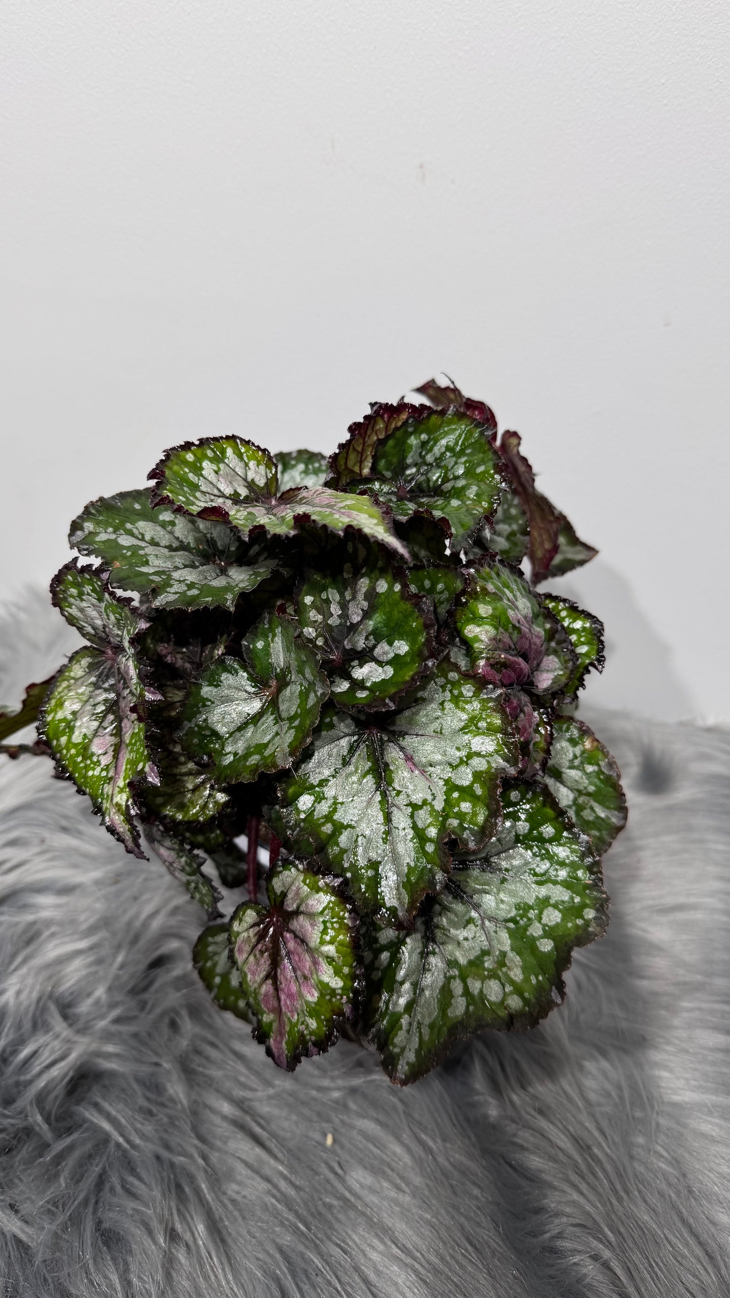 Begonia Bastella