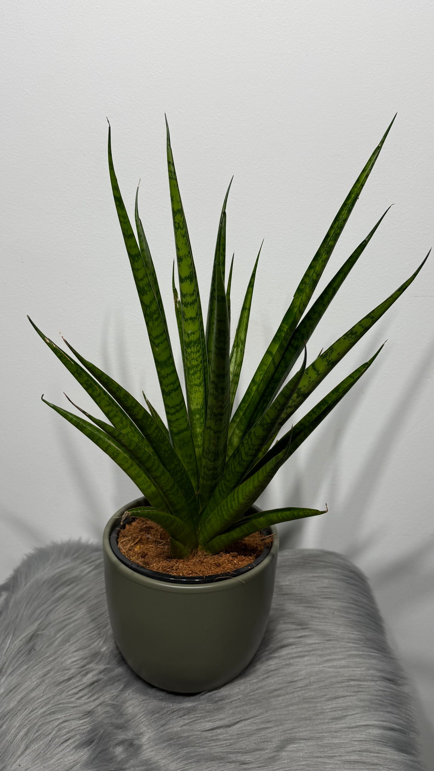 Sansevieria 2