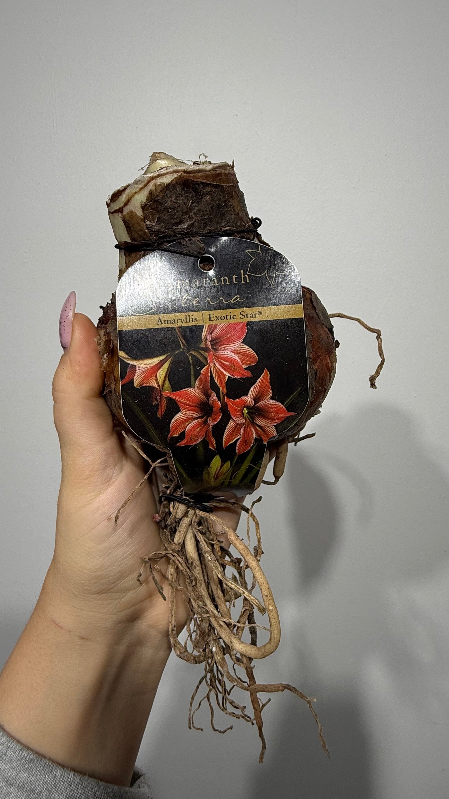 Hippeastrum Exotic Star