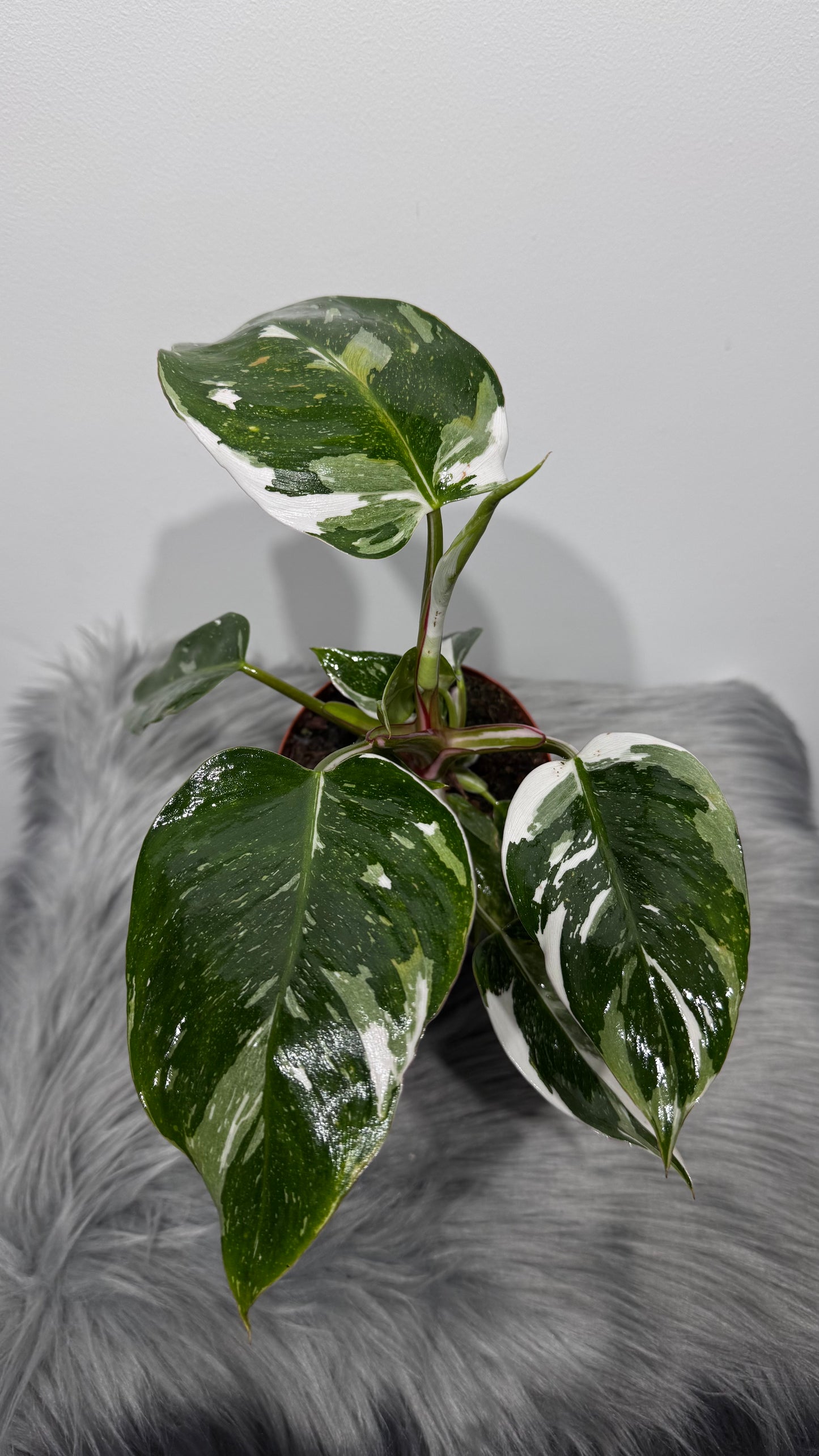 Philodendron 'White Princess'