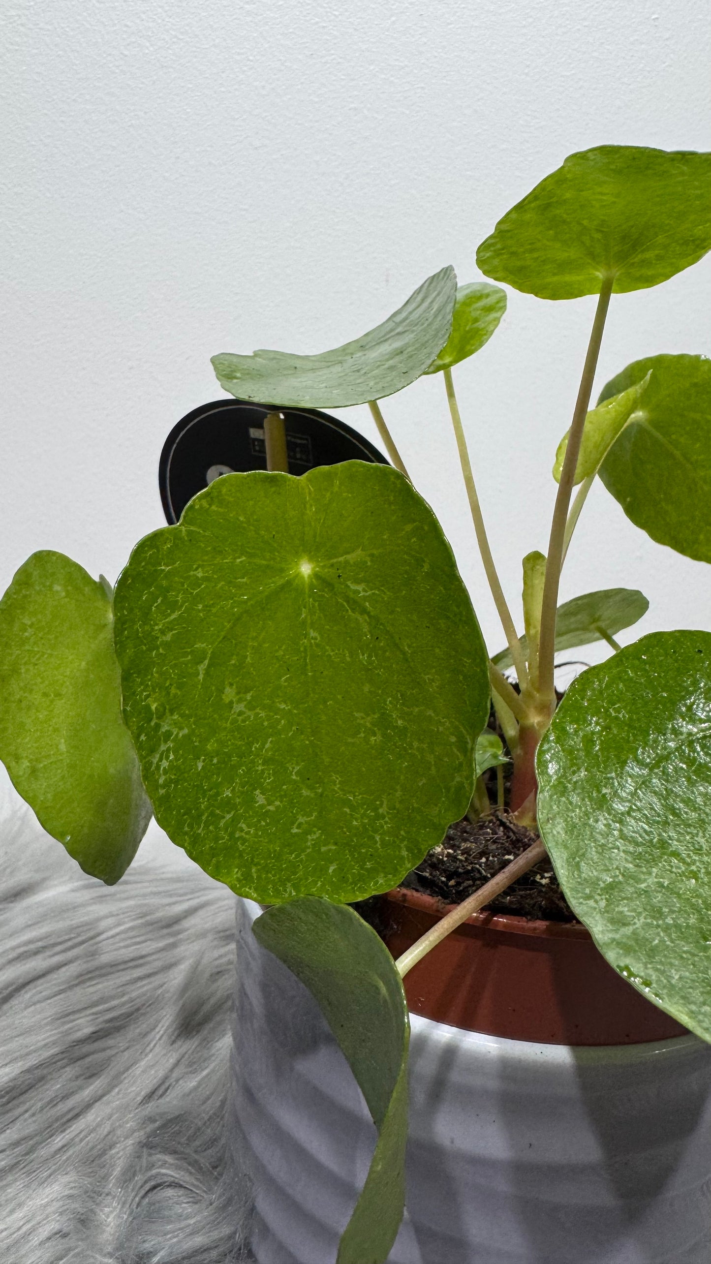 Pilea Sugar