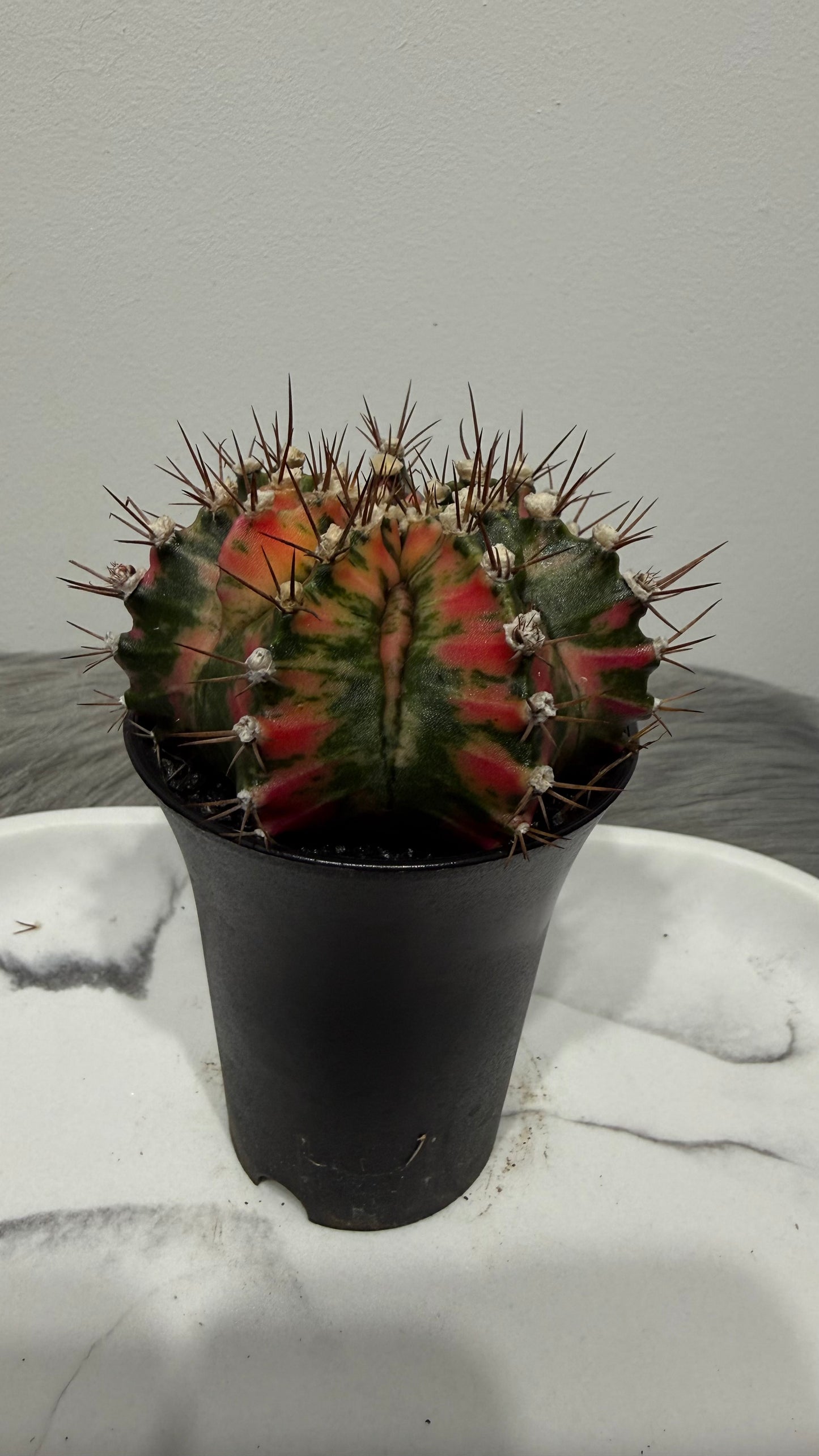 Gymnocalycium mihanovichii variegata