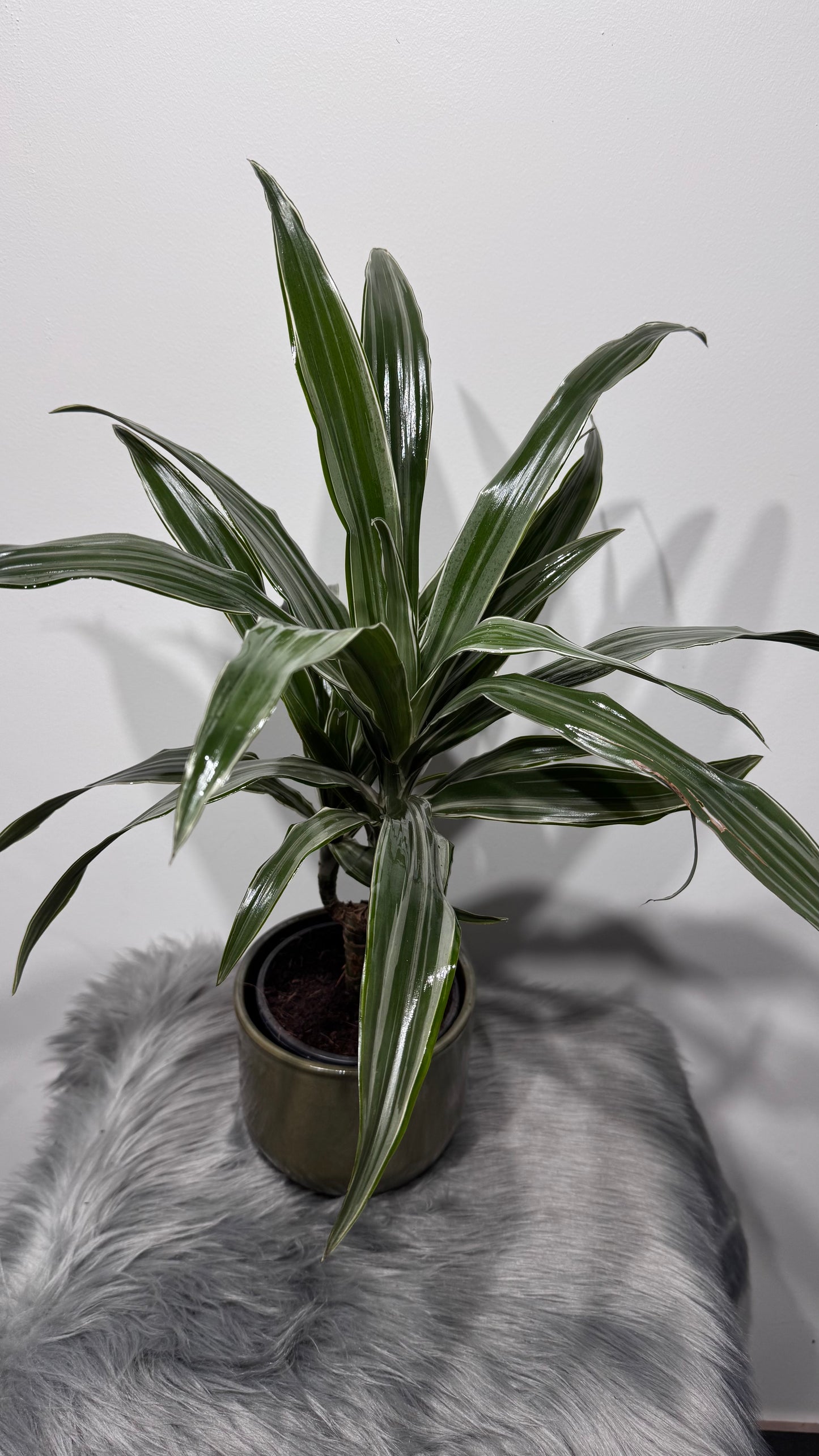 Dracaena Warneckei