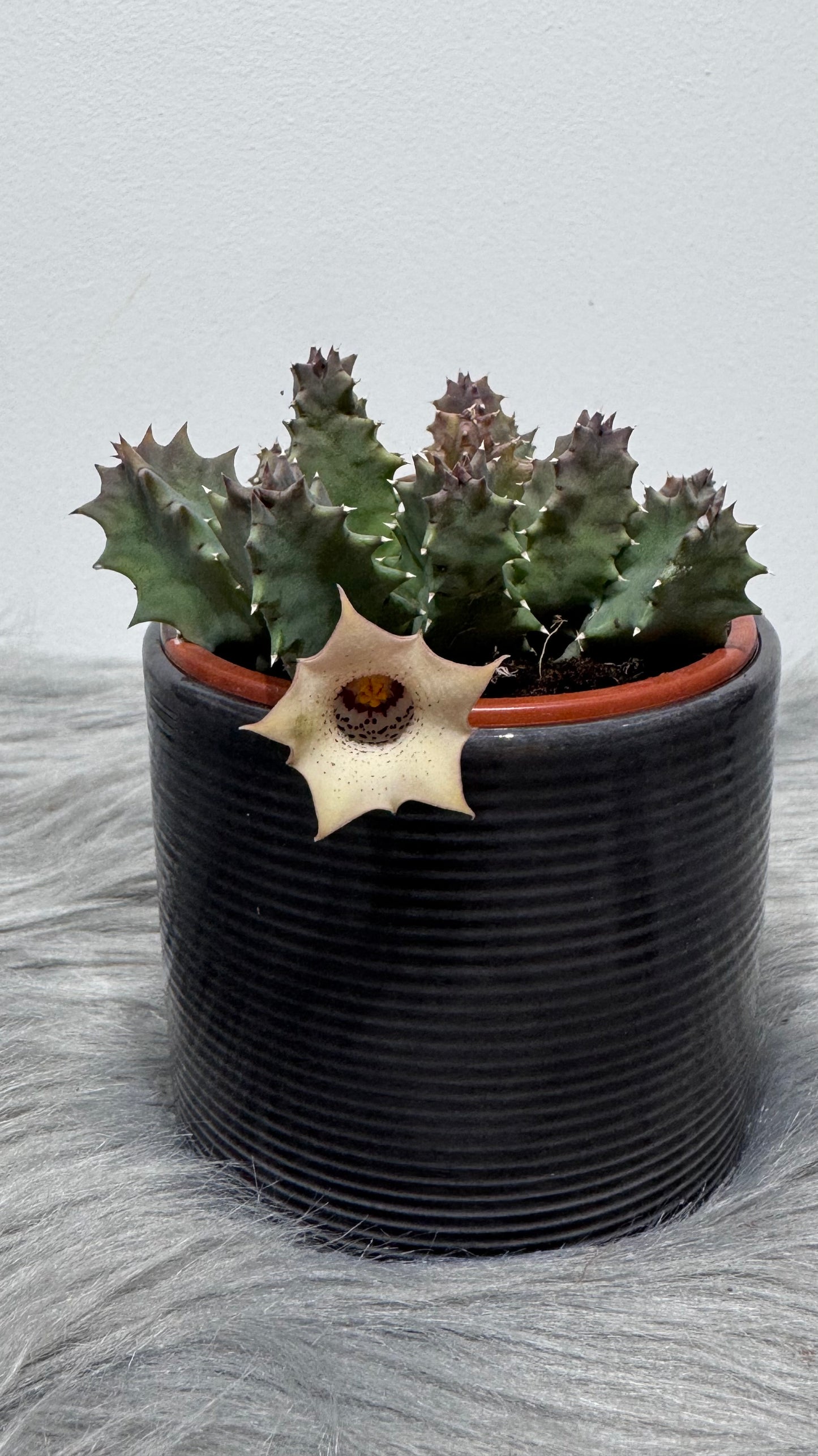 Stapelia 4