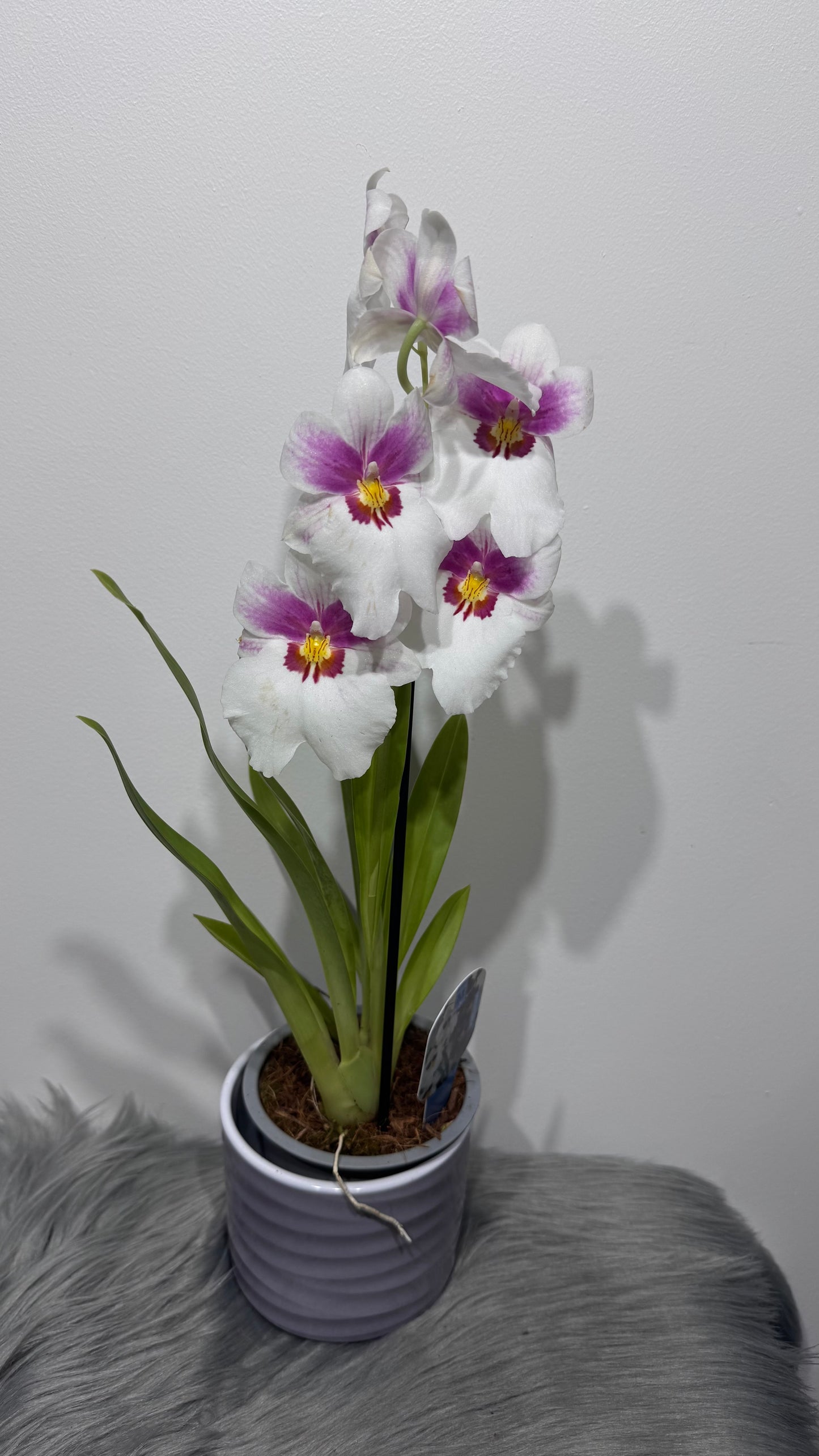 Orhideja Miltoniopsis 1