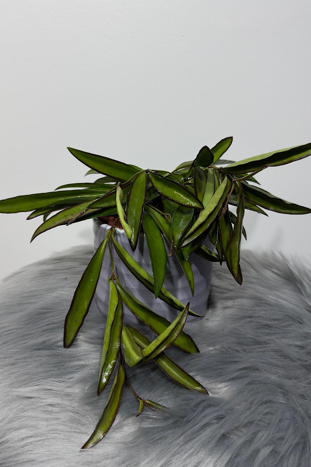 Hoya wayetii - www.augi-plants.lv