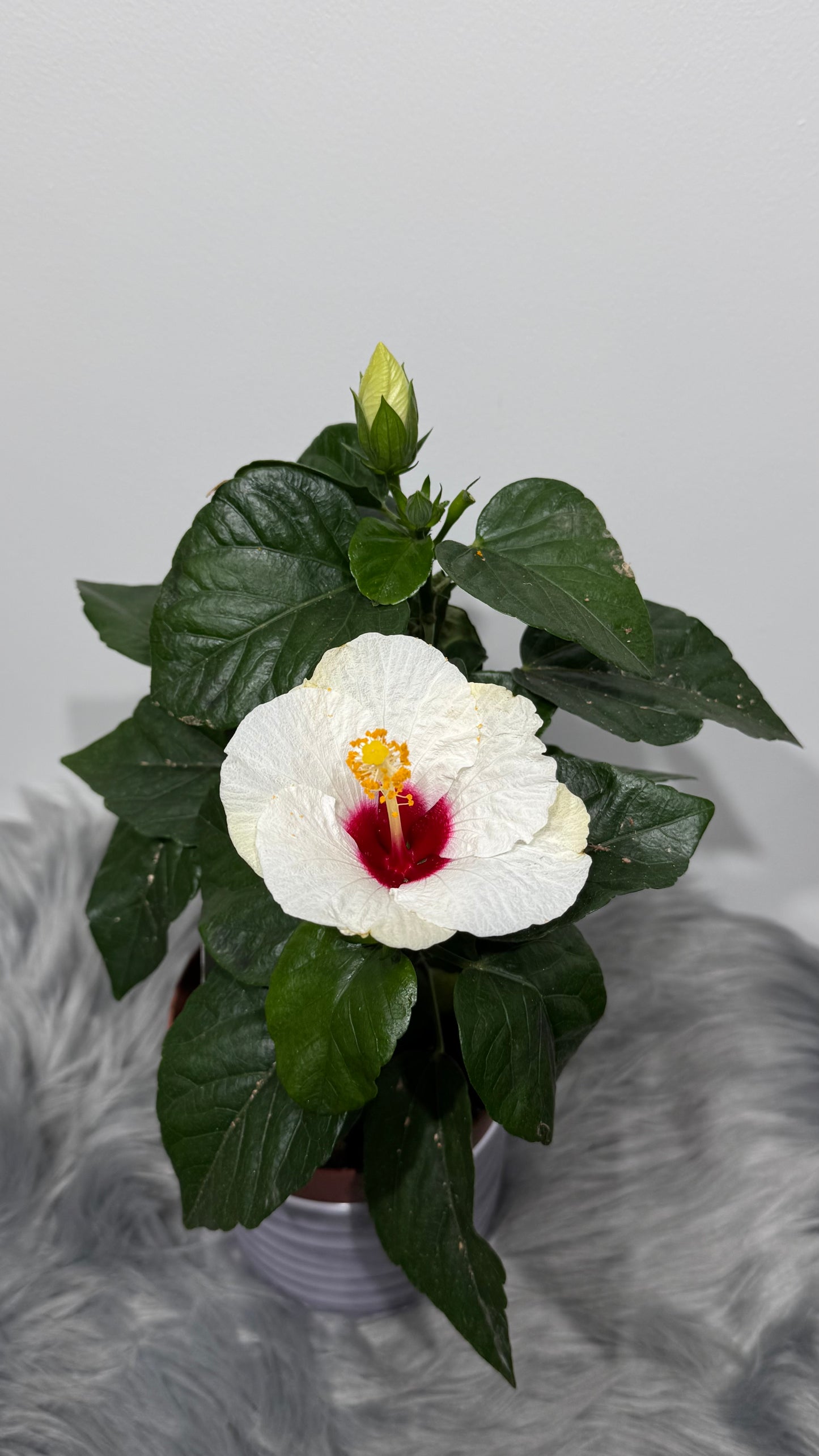 Hibiscus white with red