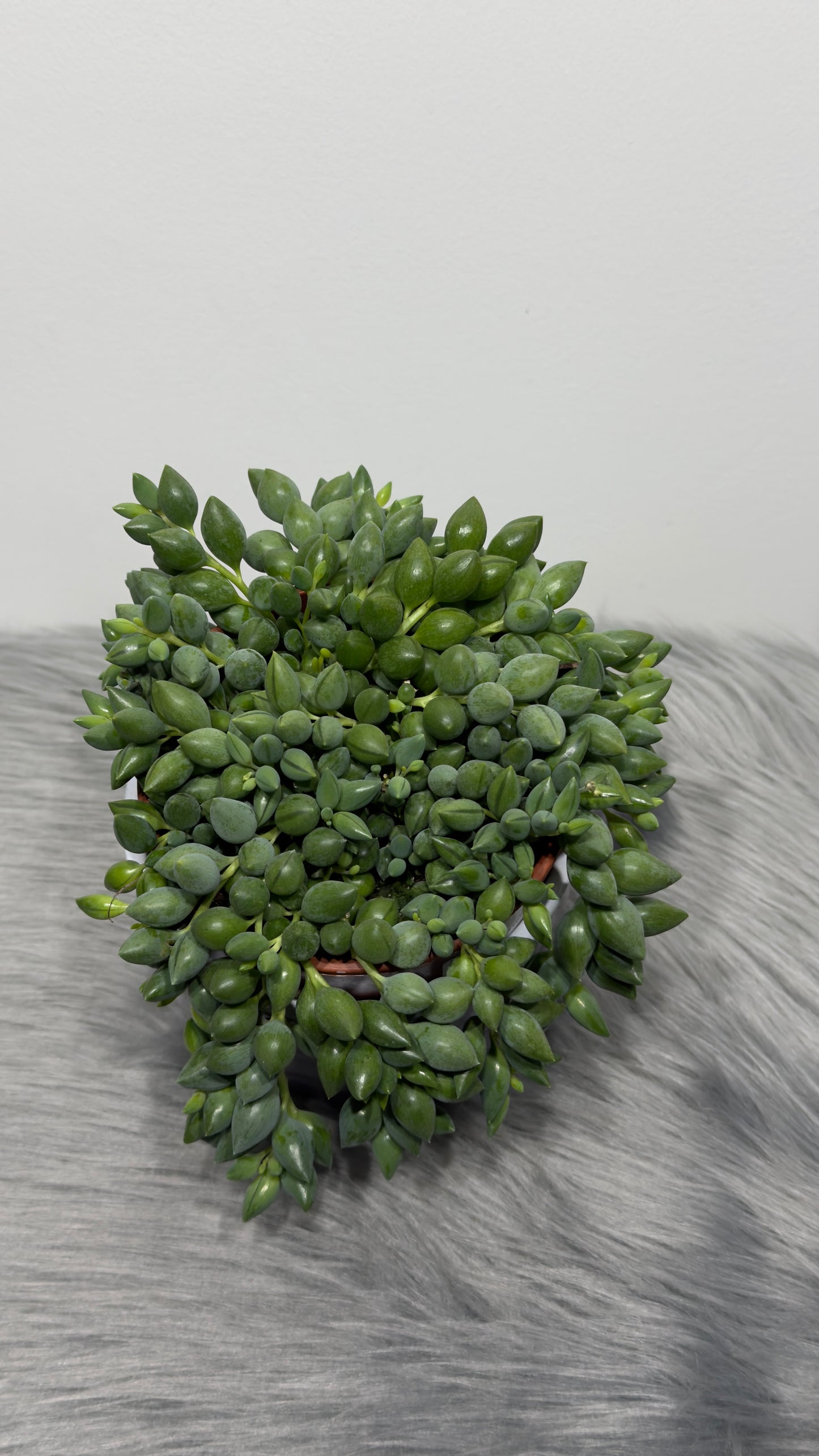 Senecio Herreianus - www.augi-plants.lv