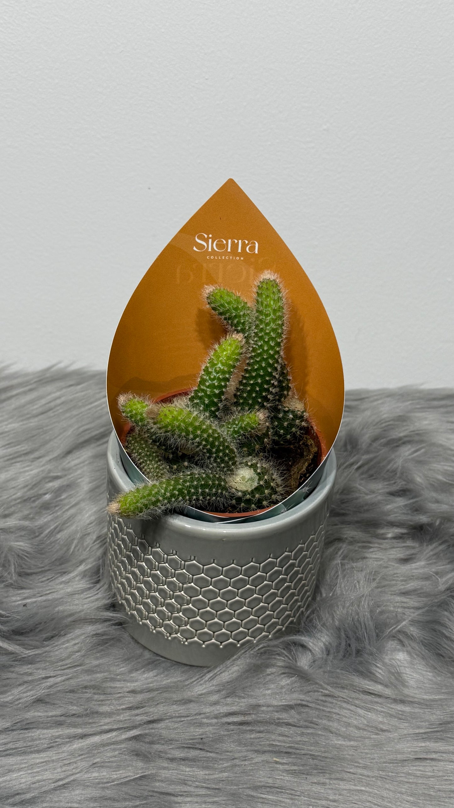 Hildewintera Colademonon