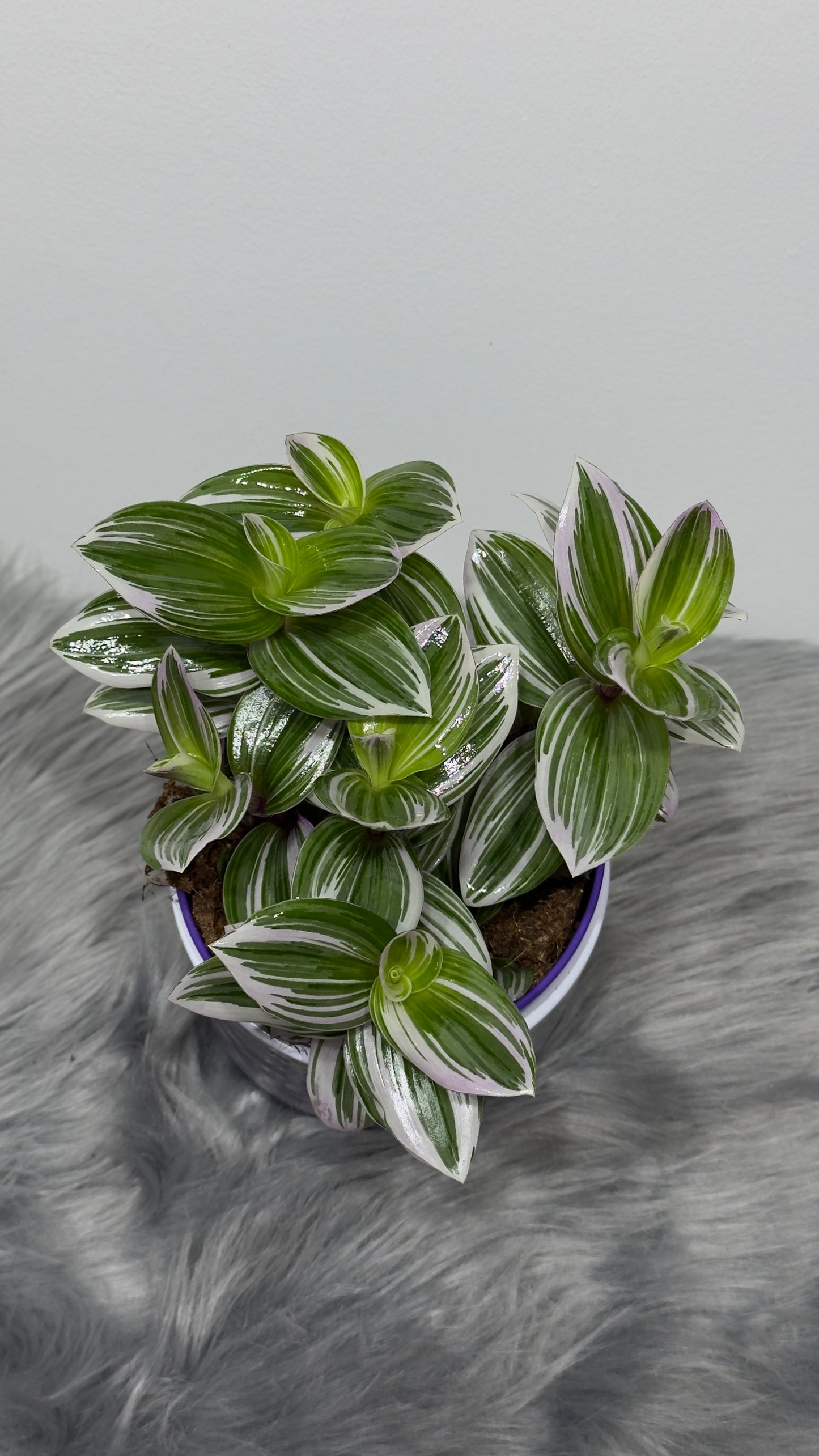 Tradescantia 2 - www.augi-plants.lv