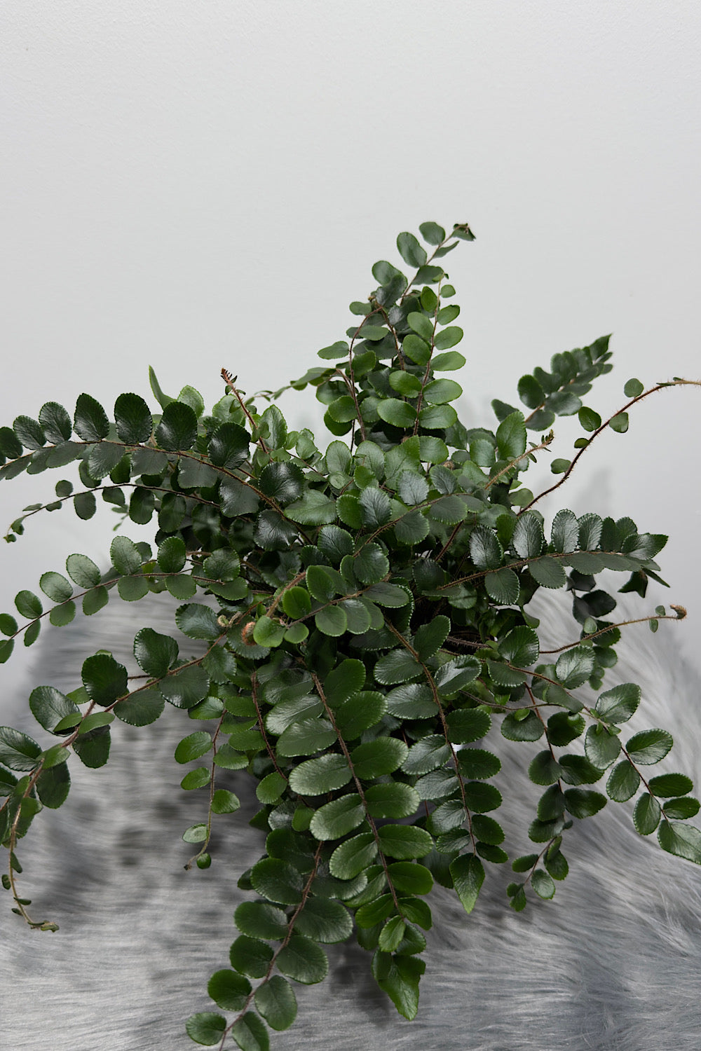 Pellaea Rotundifolia - www.augi-plants.lv