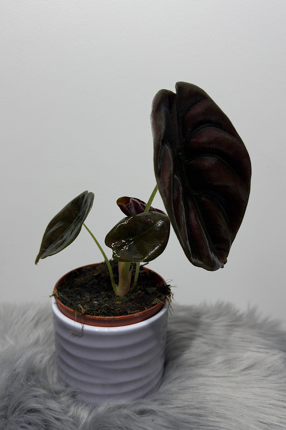 Alocasia cuprea 'Red Secret' - www.augi-plants.lv