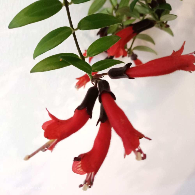 Aeschynanthus/ Lipstick plant