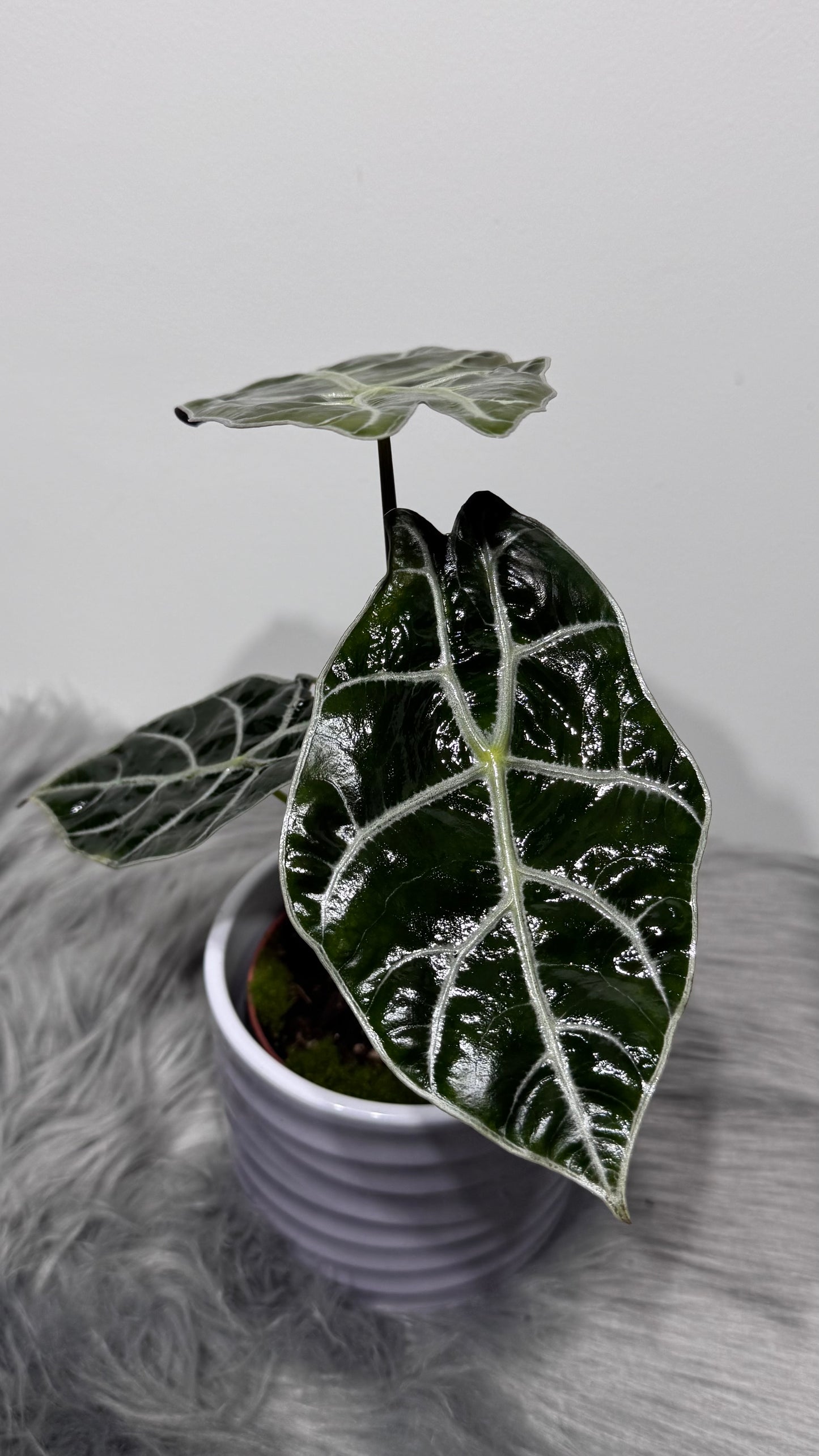 Alocasia Watsonia