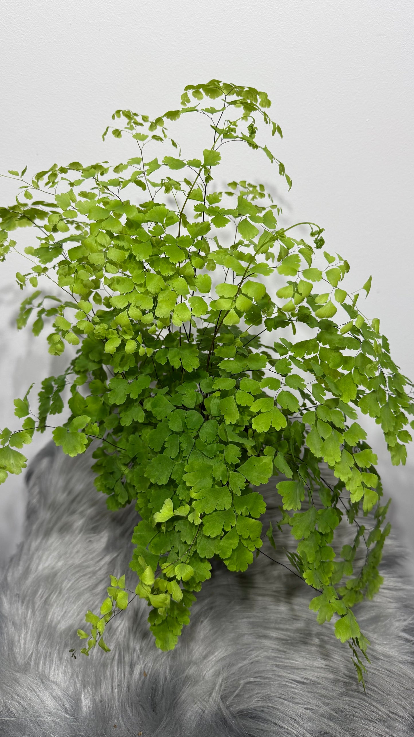 Adiantum Fragrans
