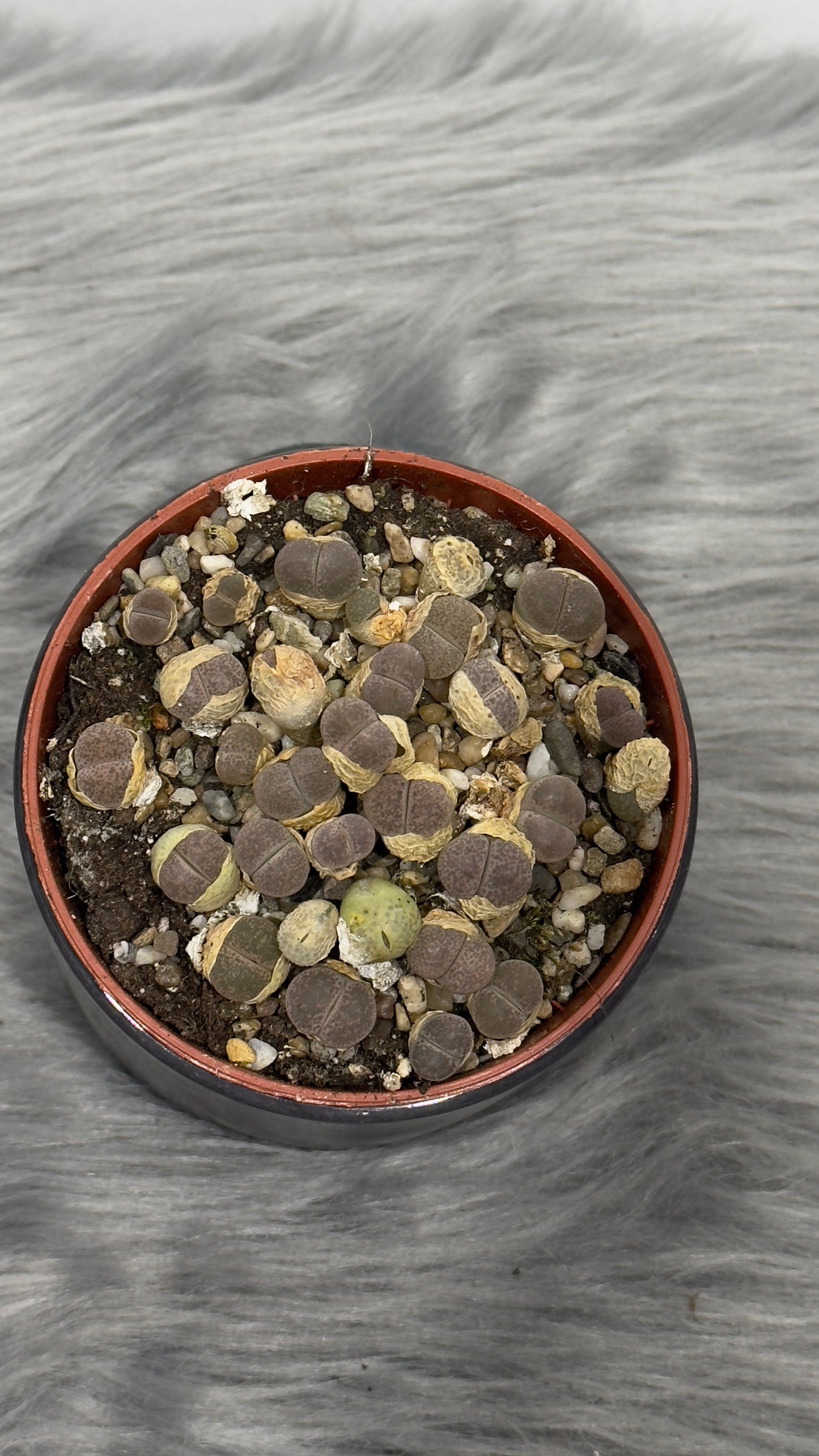 Lithops 5