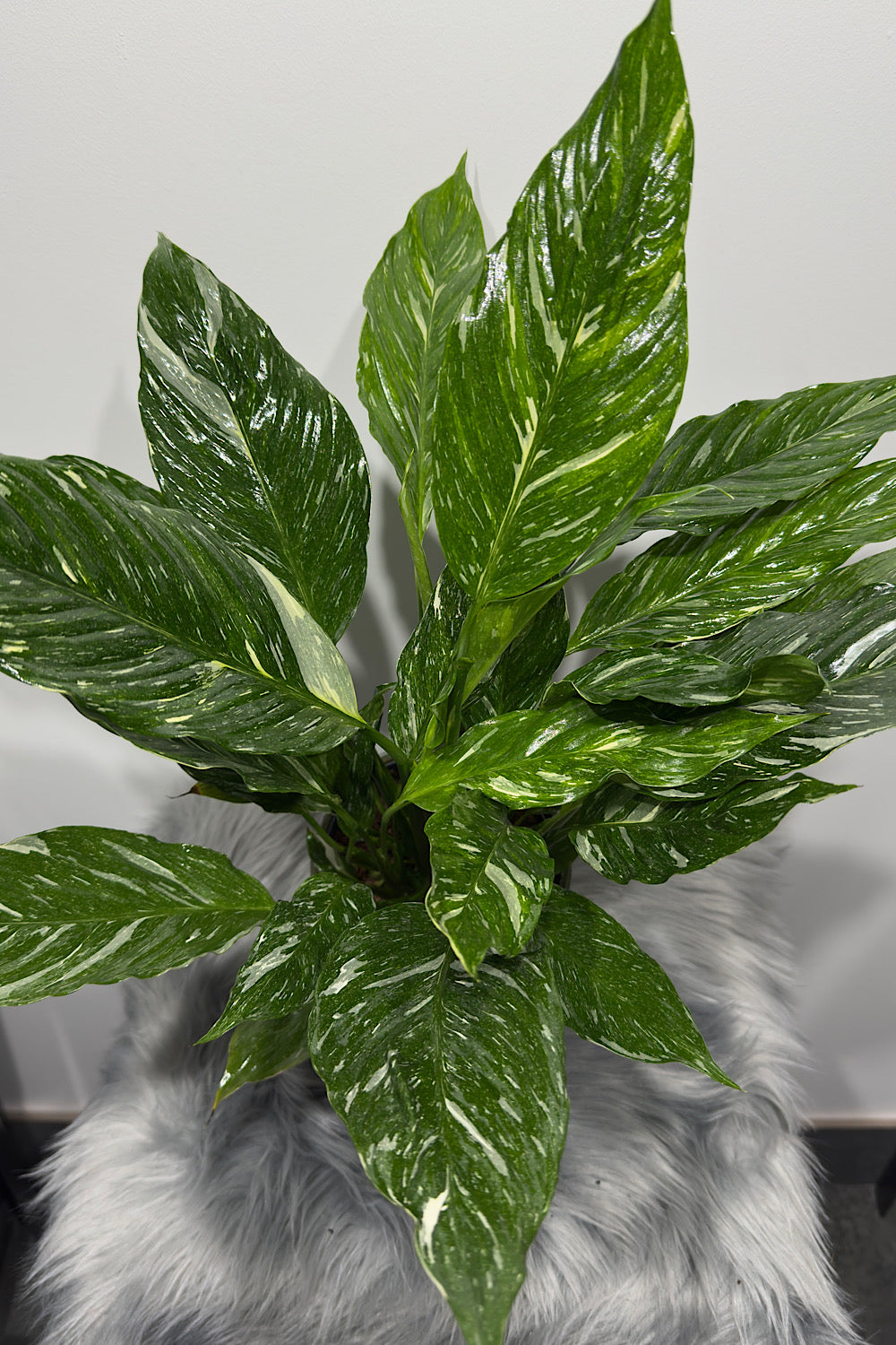 Spathiphyllum Diamond - www.augi-plants.lv