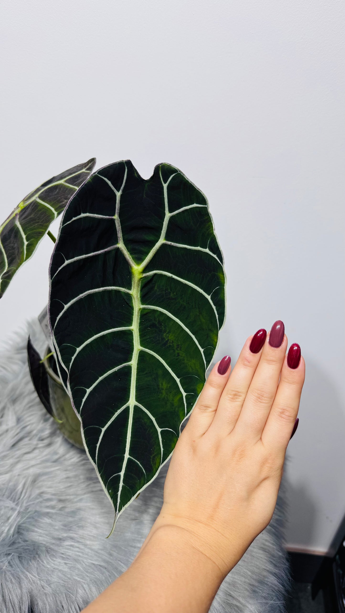 Alocasia