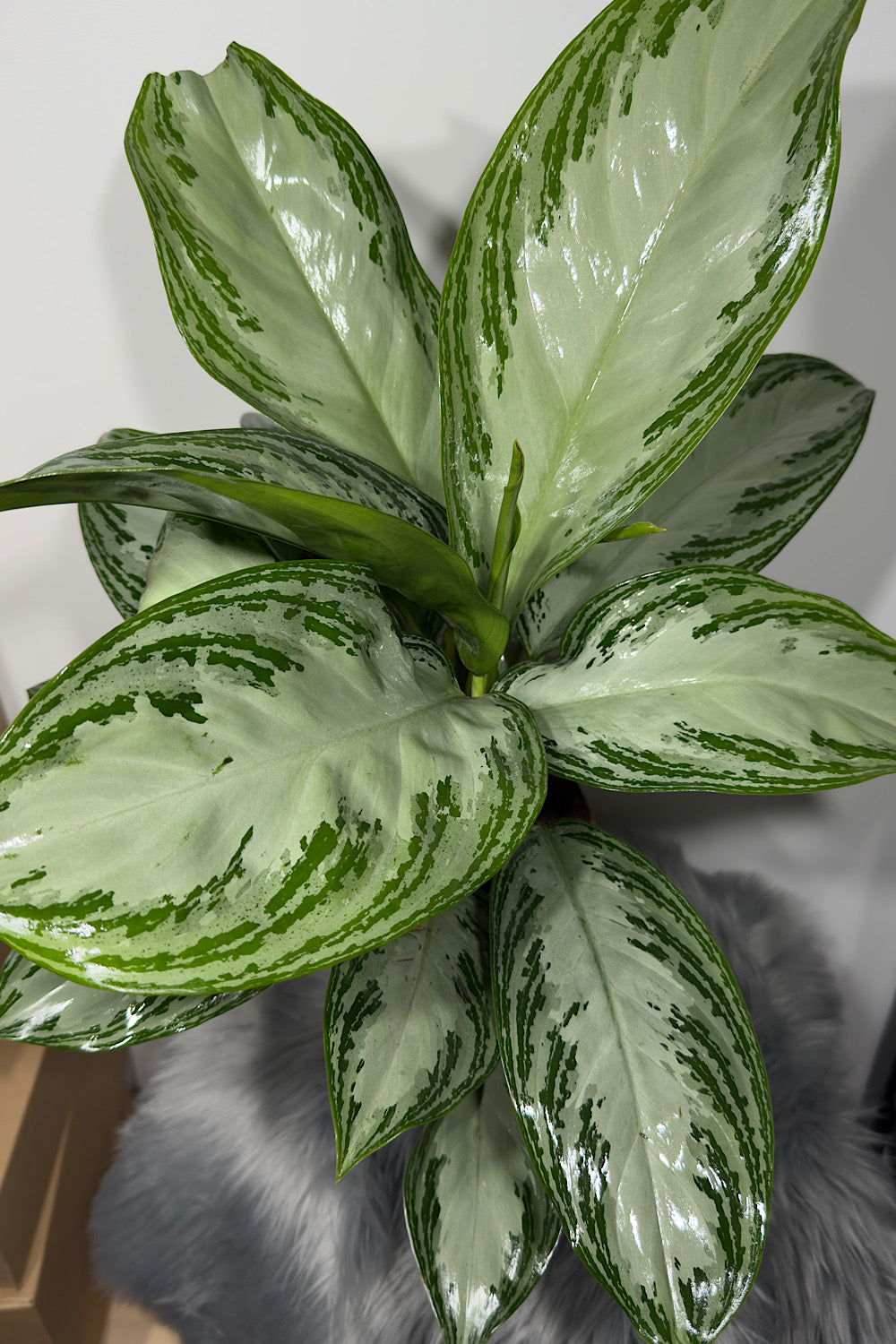 Aglaonema Silver Bay - www.augi-plants.lv