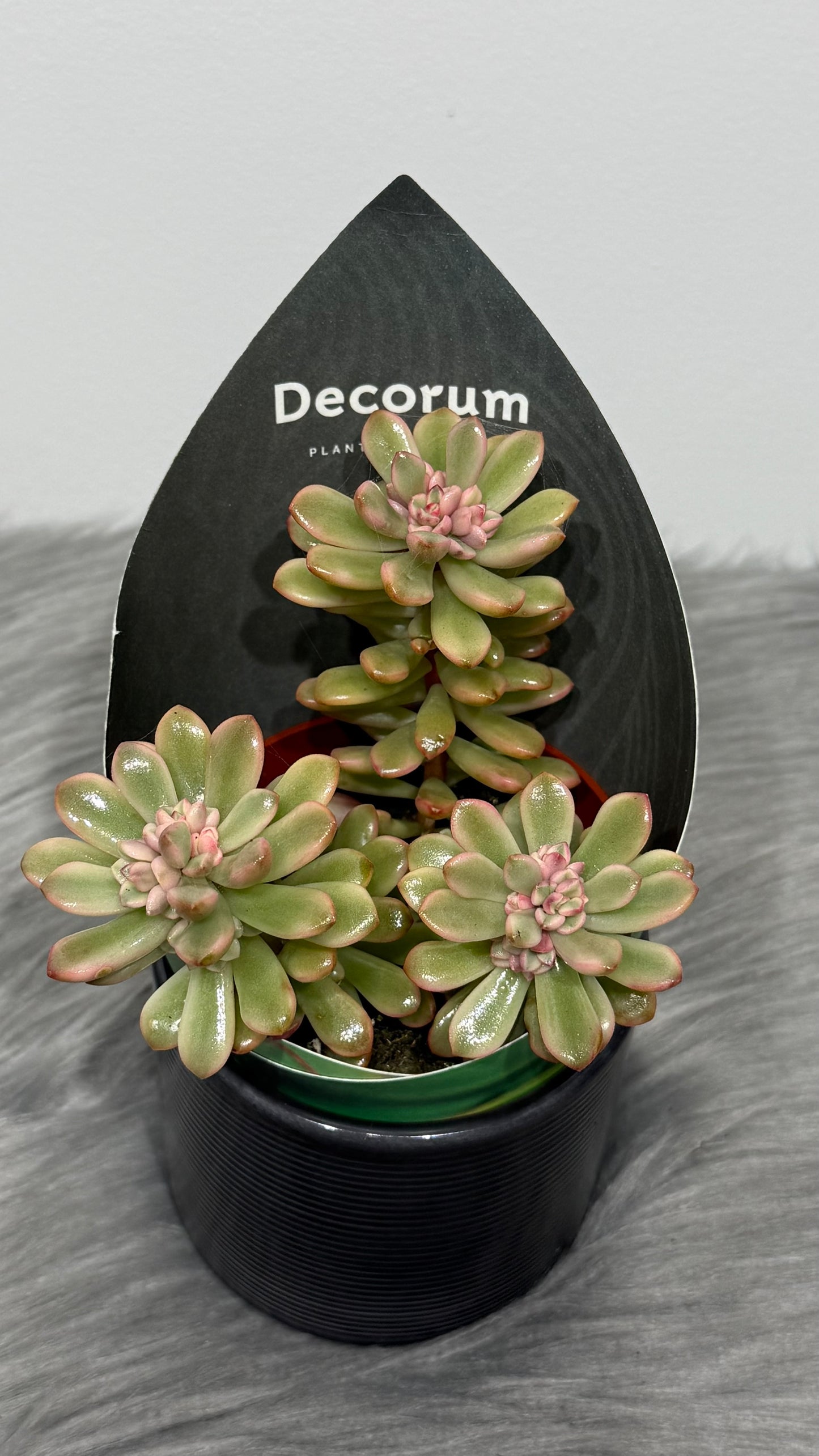 Sedum Rubrotinctum Variegata