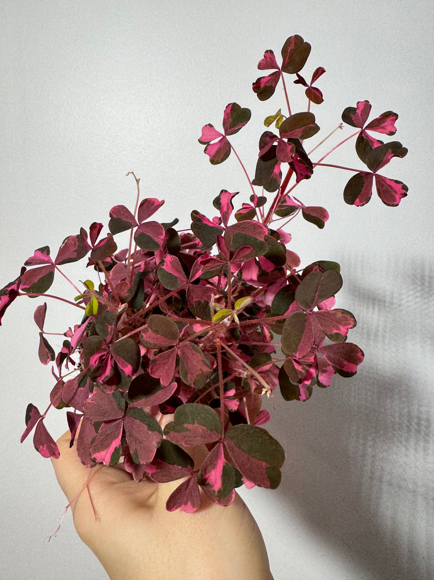 Oxalis Vulcano Pink - www.augi-plants.lv