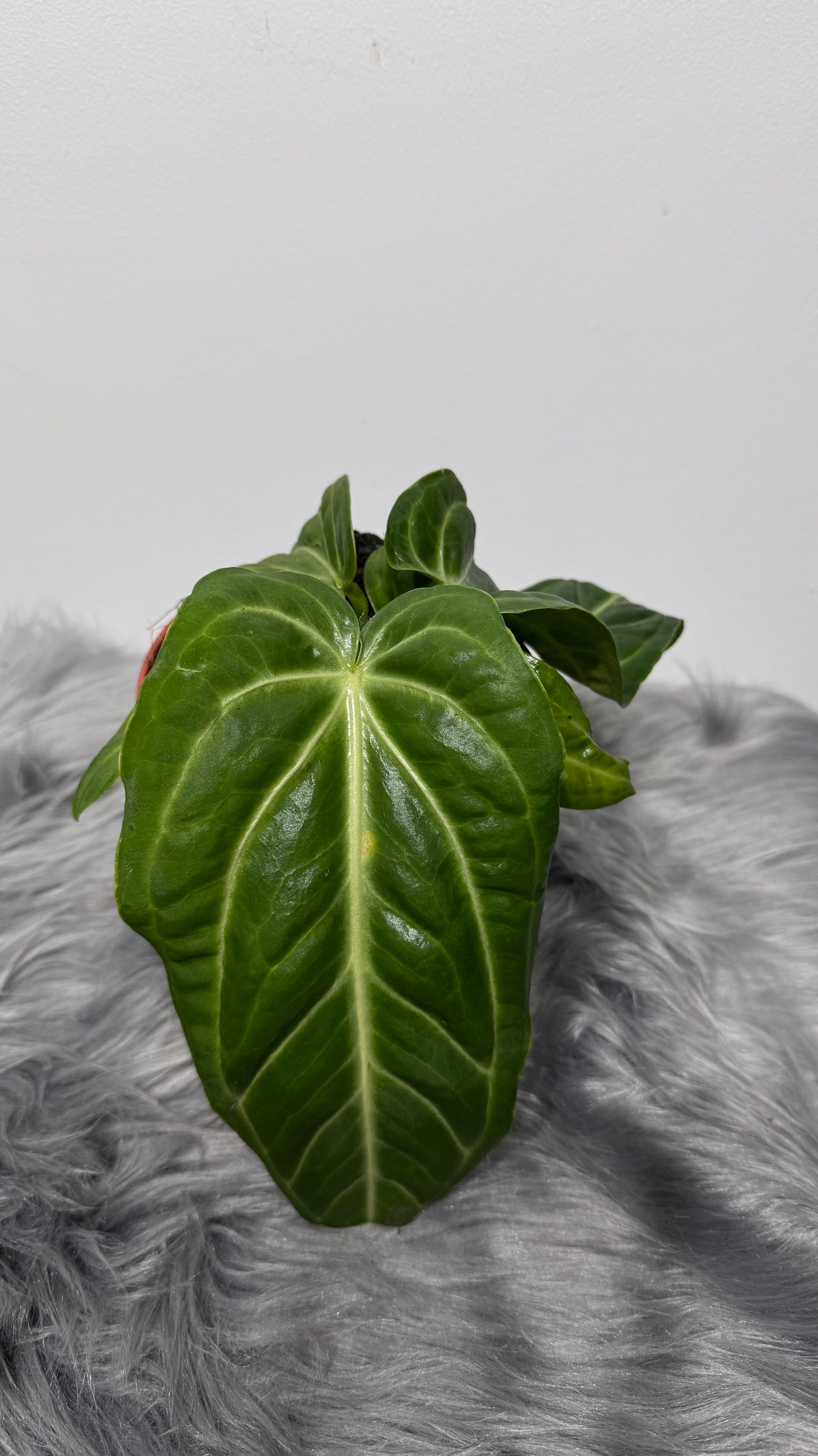 Anthurium Villenaorum