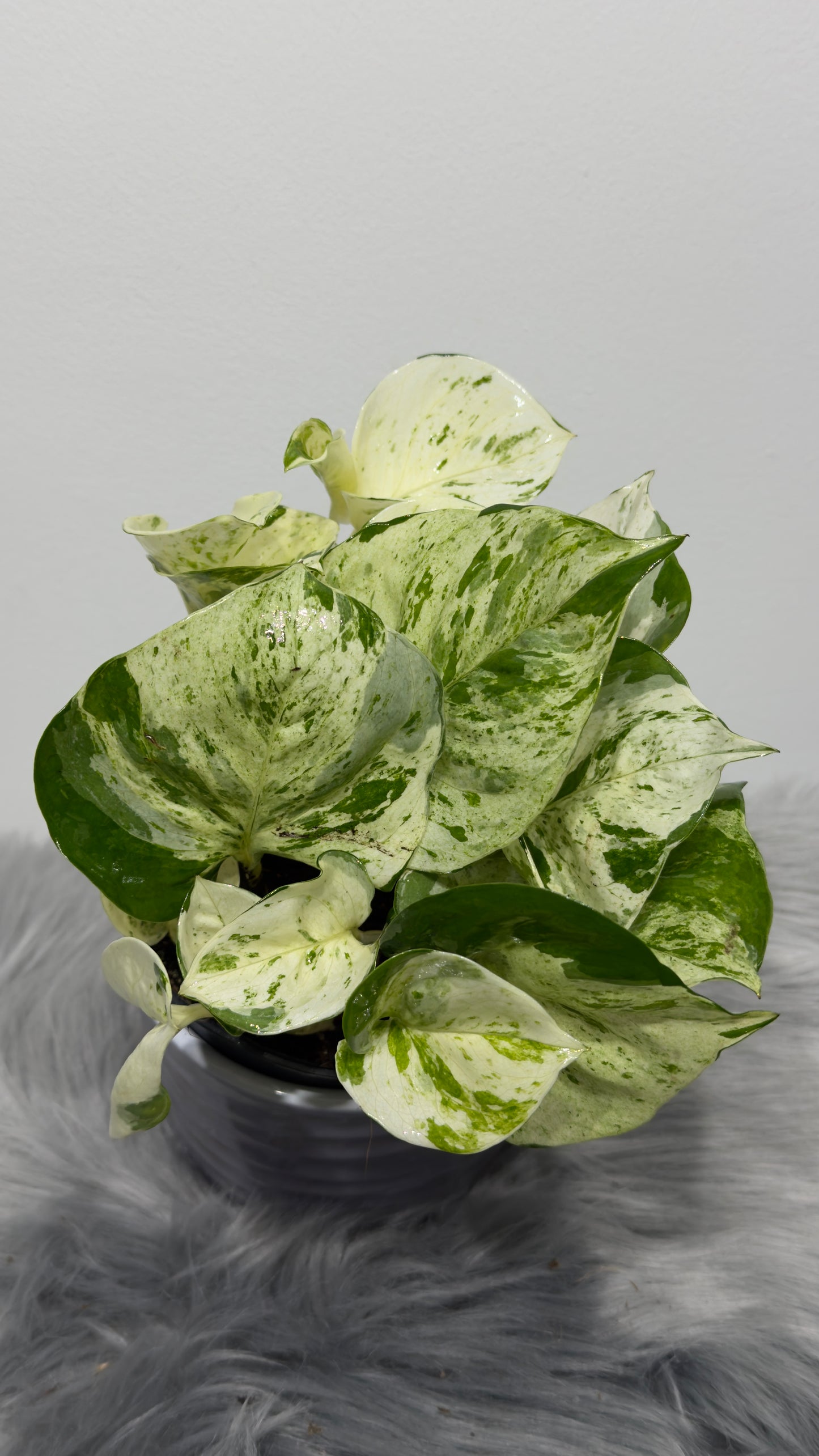 Epipremnum Happy Leaf - www.augi-plants.lv