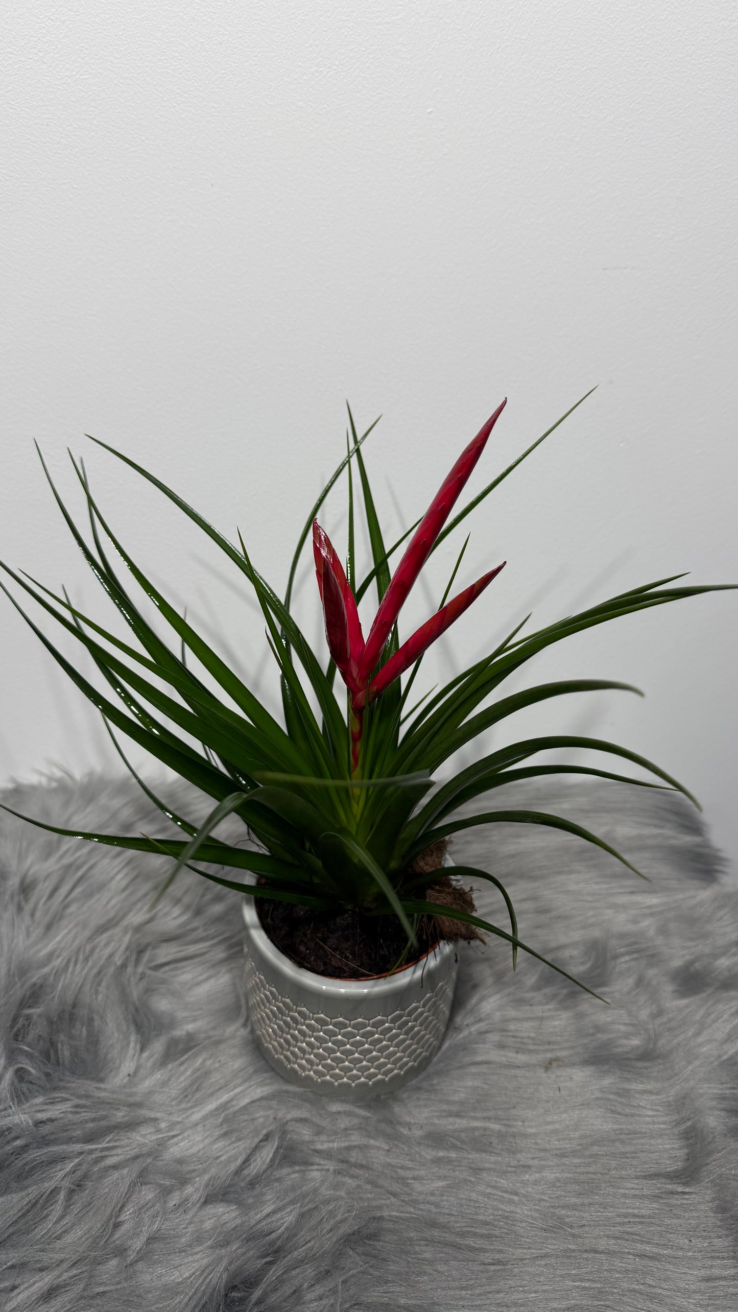 Tillandsia Mizuki