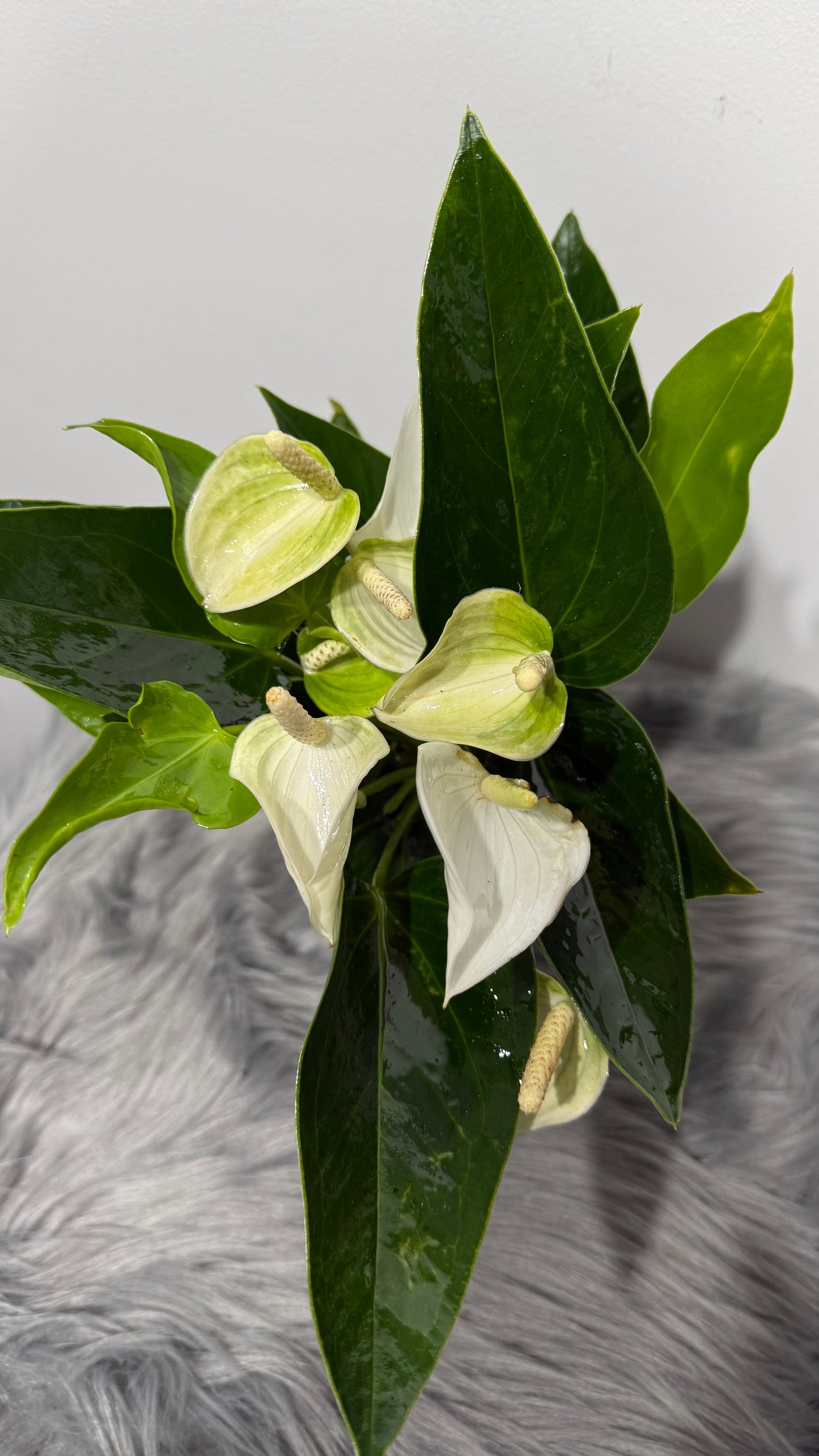 Anthurium White