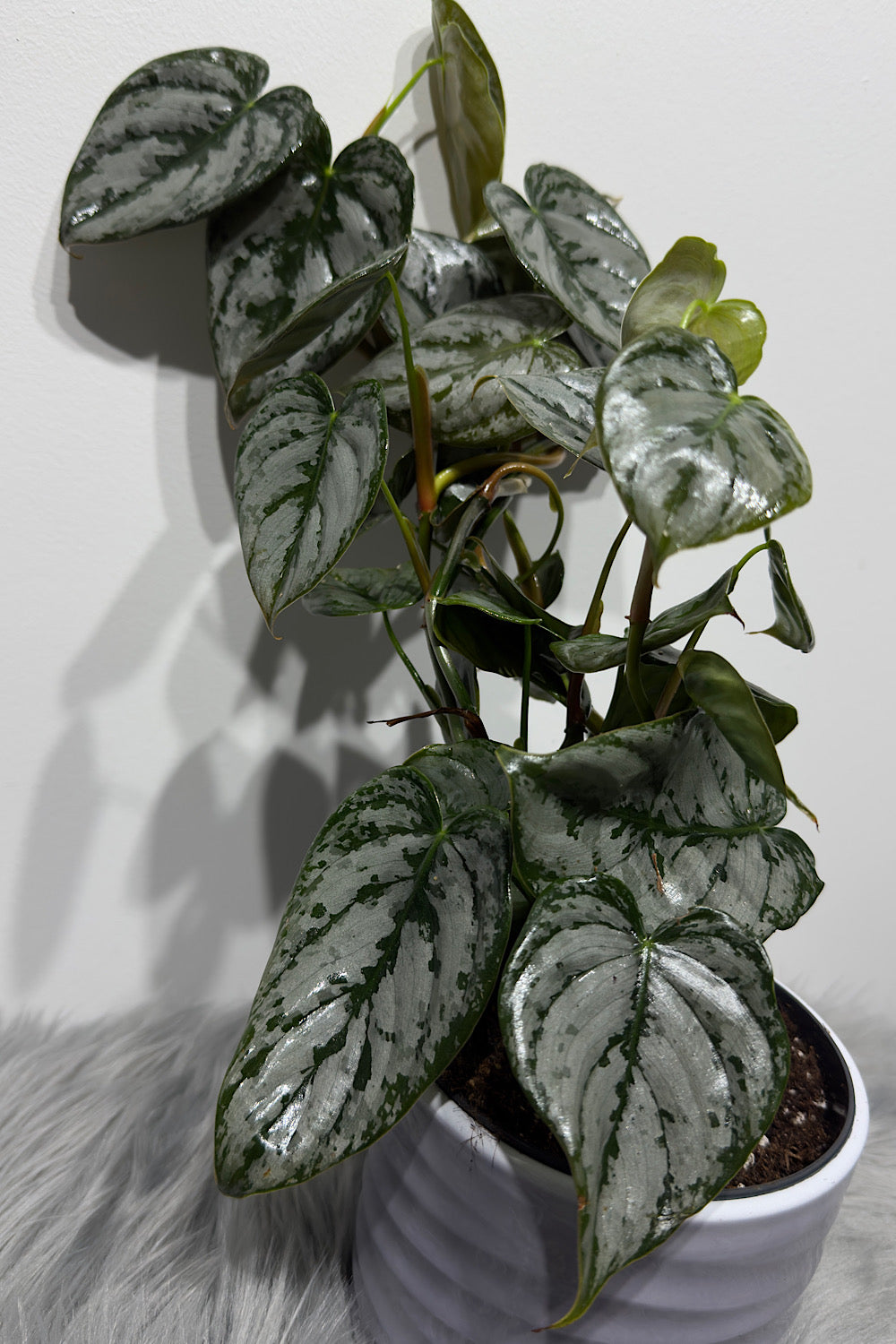 Philodendron Brandtianum - www.augi-plants.lv
