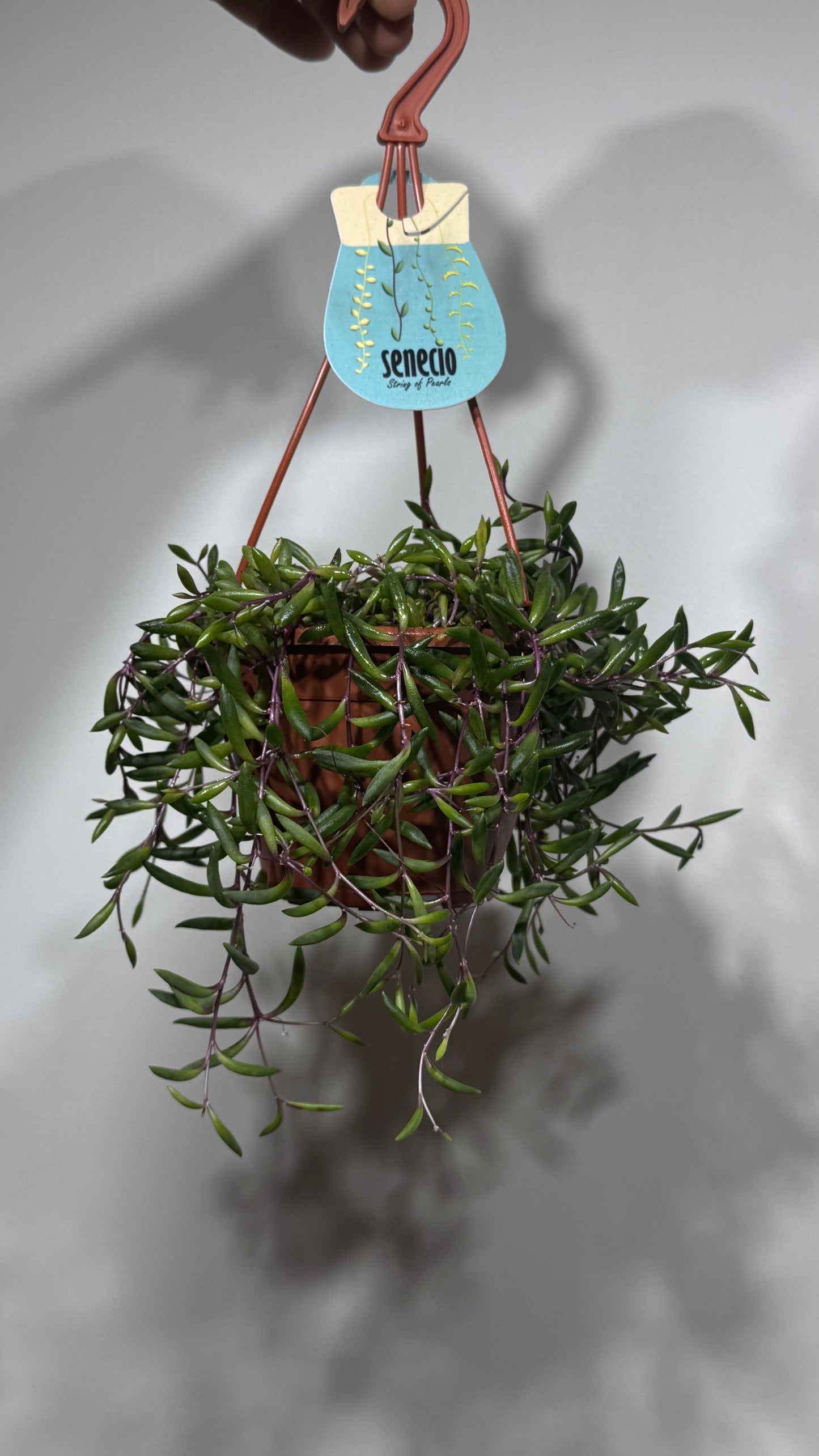 Senecio Purple Flush