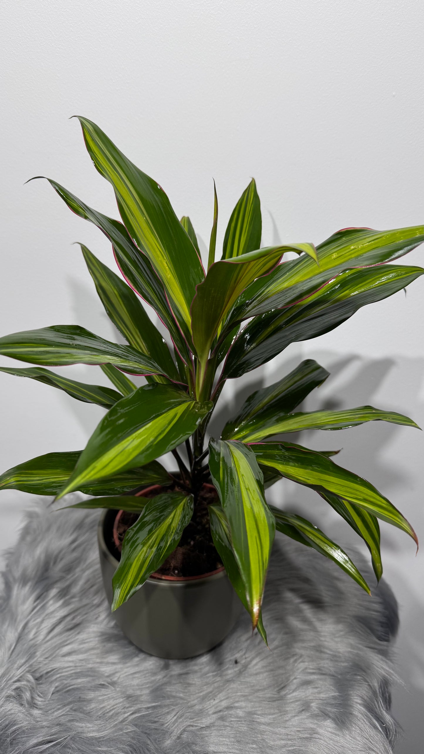 Cordyline 2