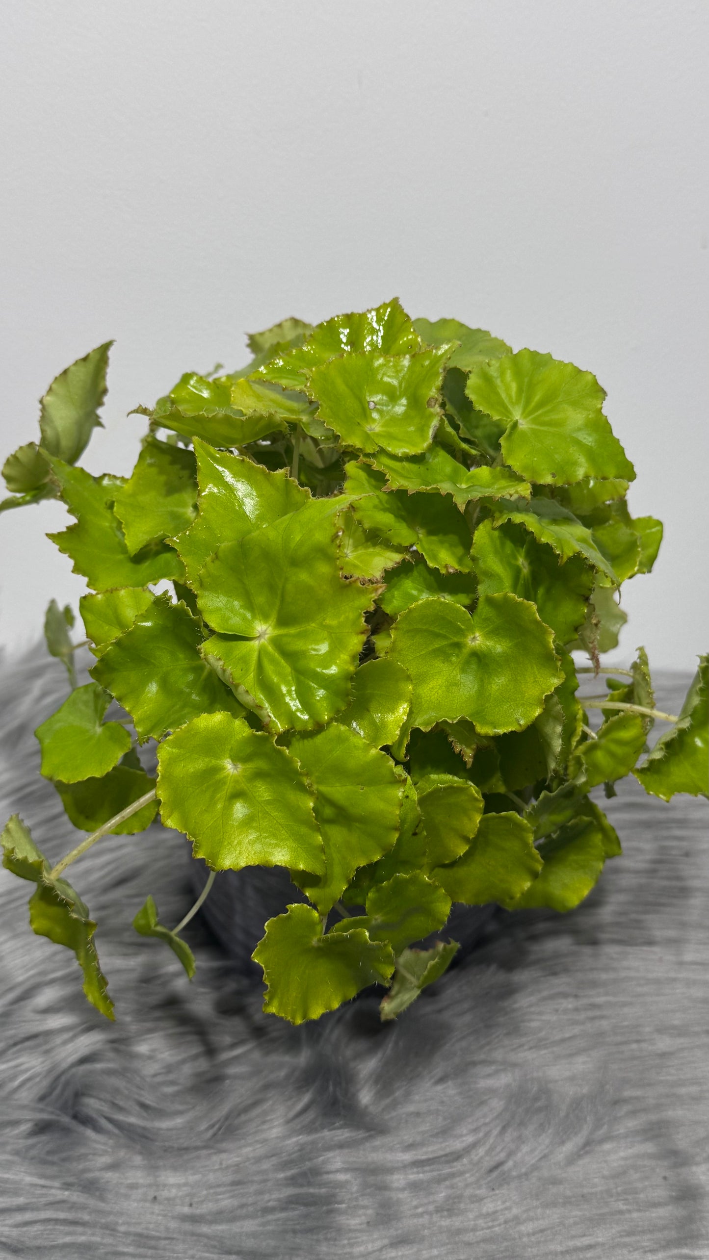 Begonia Beleaf 9