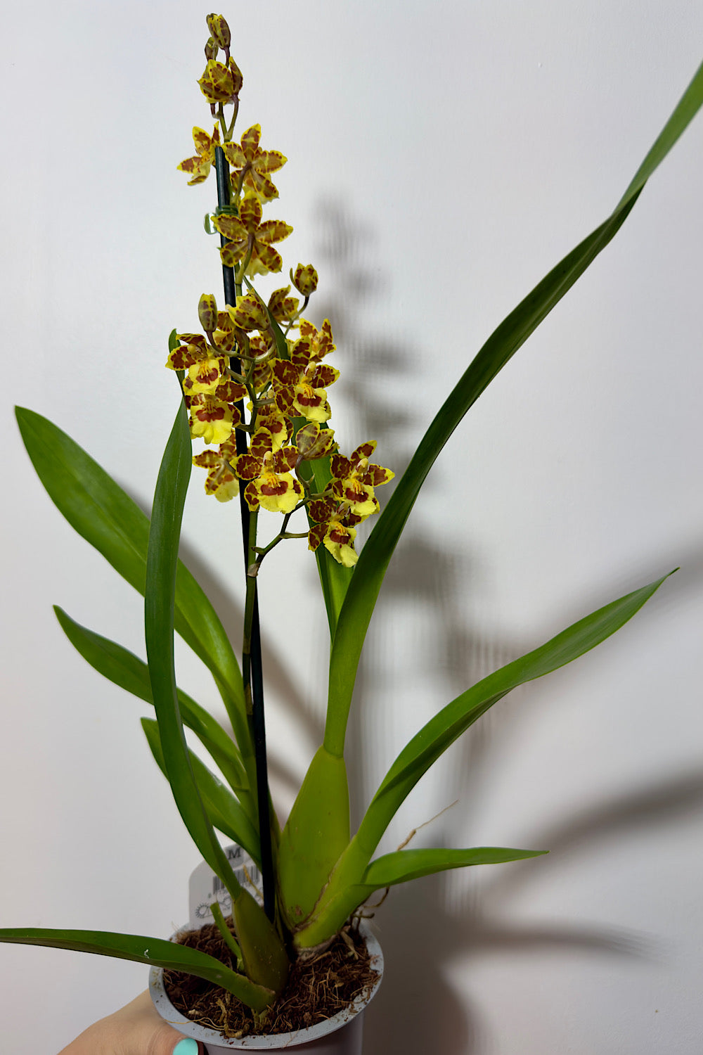 Orhideja Cambria 6 SMARŽO! - www.augi-plants.lv