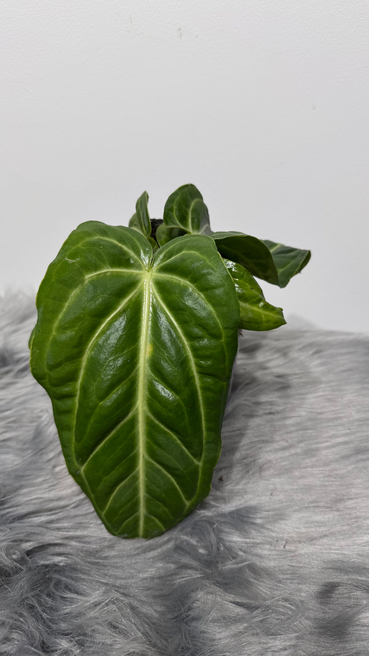 Anthurium Villenaorum