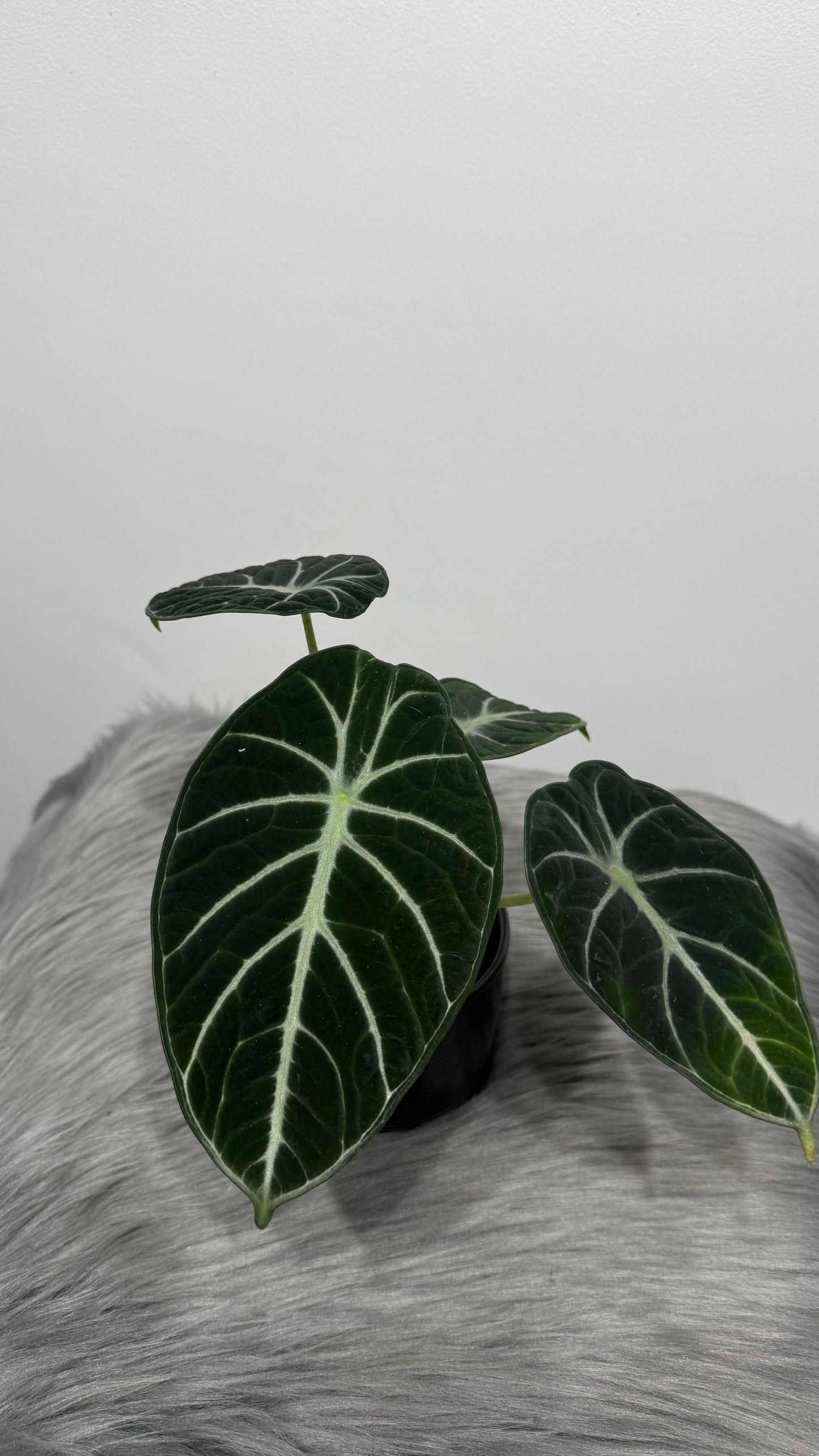 Alocasia Ninja
